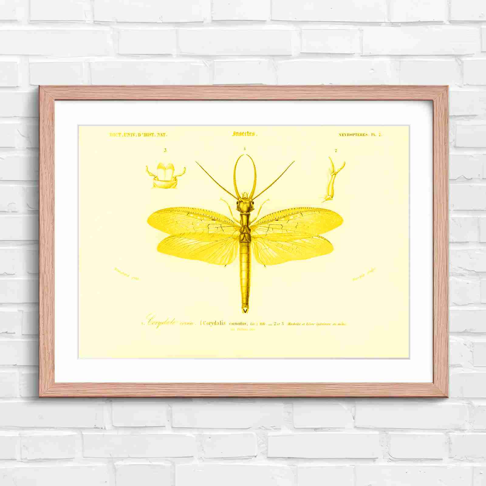 Antique Vintage Insect Corydalis - Yellow in Oak Frame