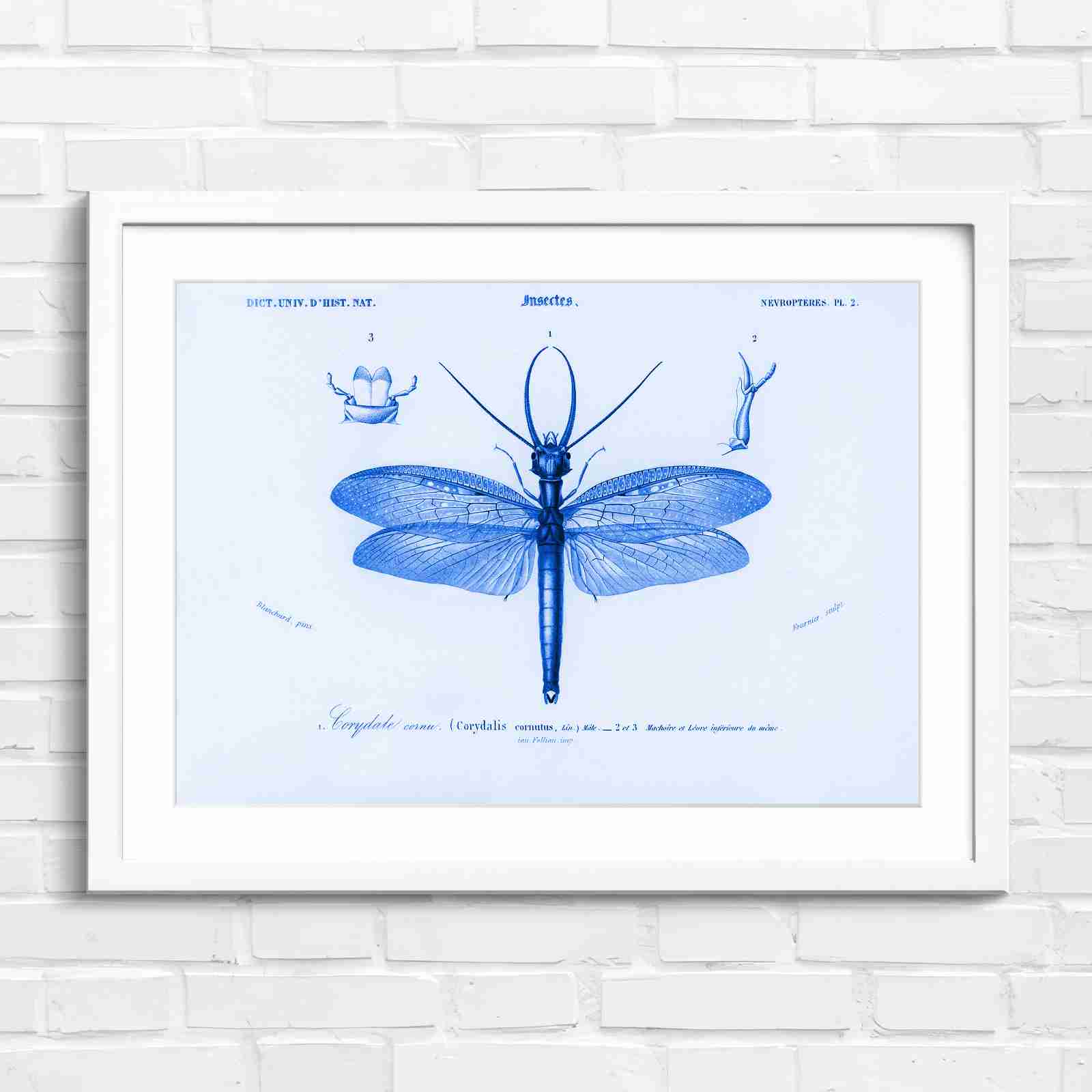Antique Vintage Insect Corydalis - Blue in White Frame