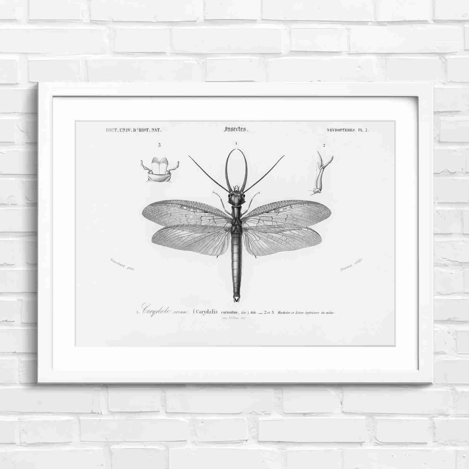 Antique Vintage Insect Corydalis - Black & White in White Frame