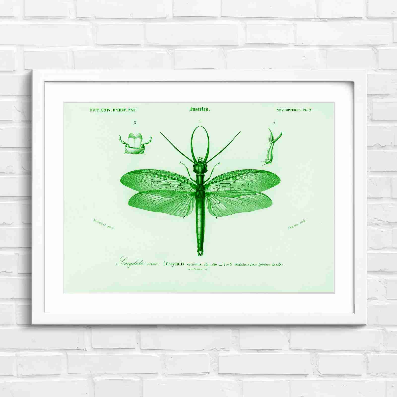 Antique Vintage Insect Corydalis - Green in White Frame