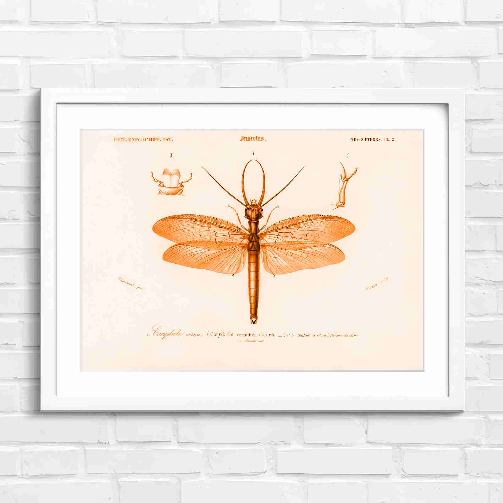Antique Vintage Insect Corydalis - Orange in White Frame