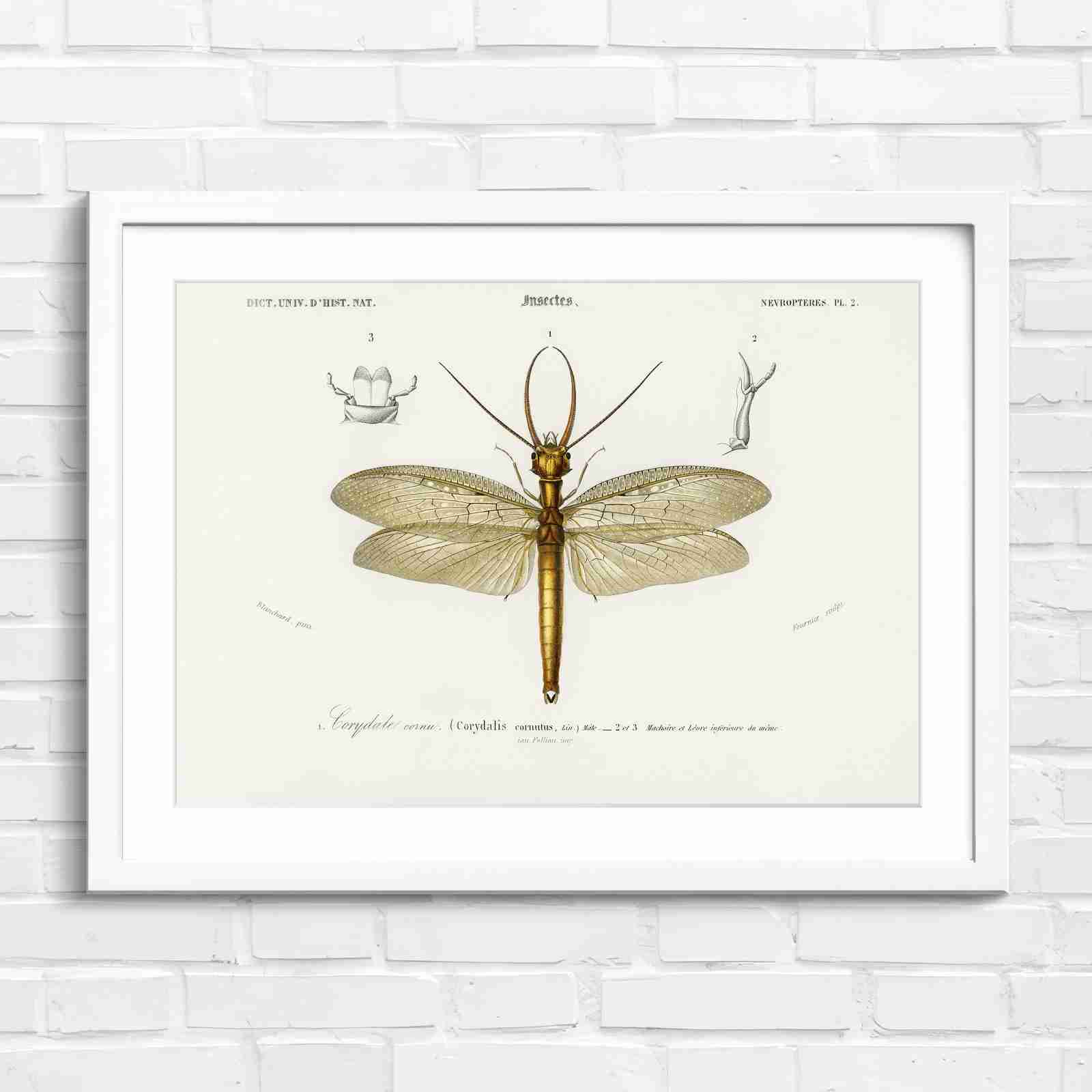 Antique Vintage Insect Corydalis - Original in White Frame