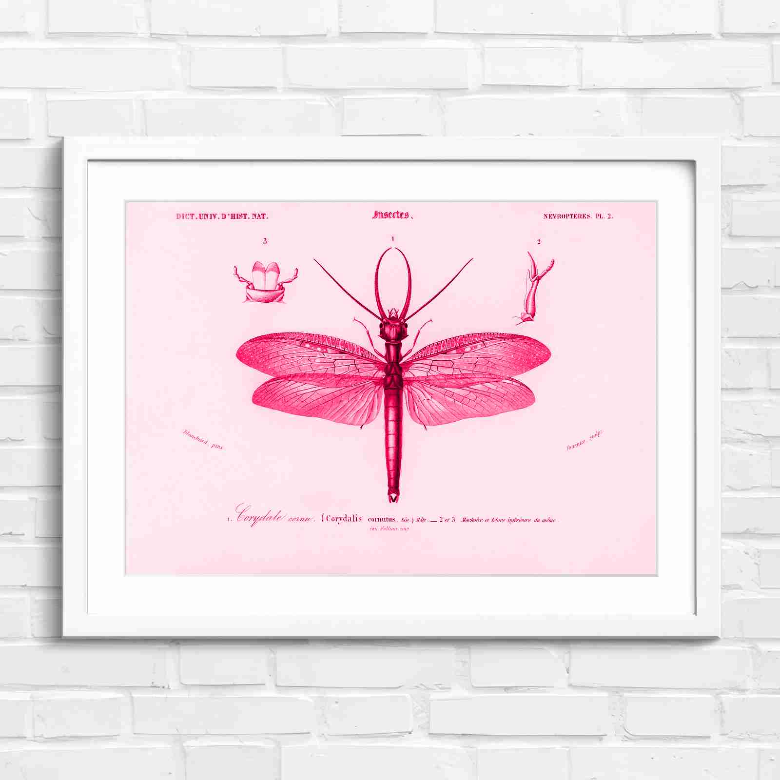 Antique Vintage Insect Corydalis - Pink in White Frame