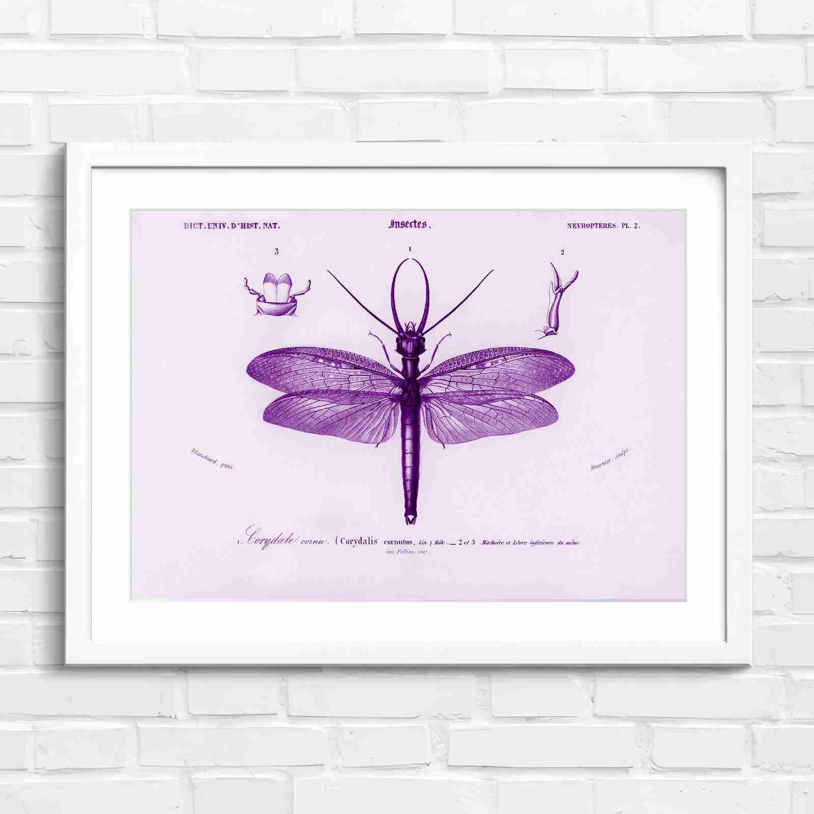 Antique Vintage Insect Corydalis - Purple in White Frame