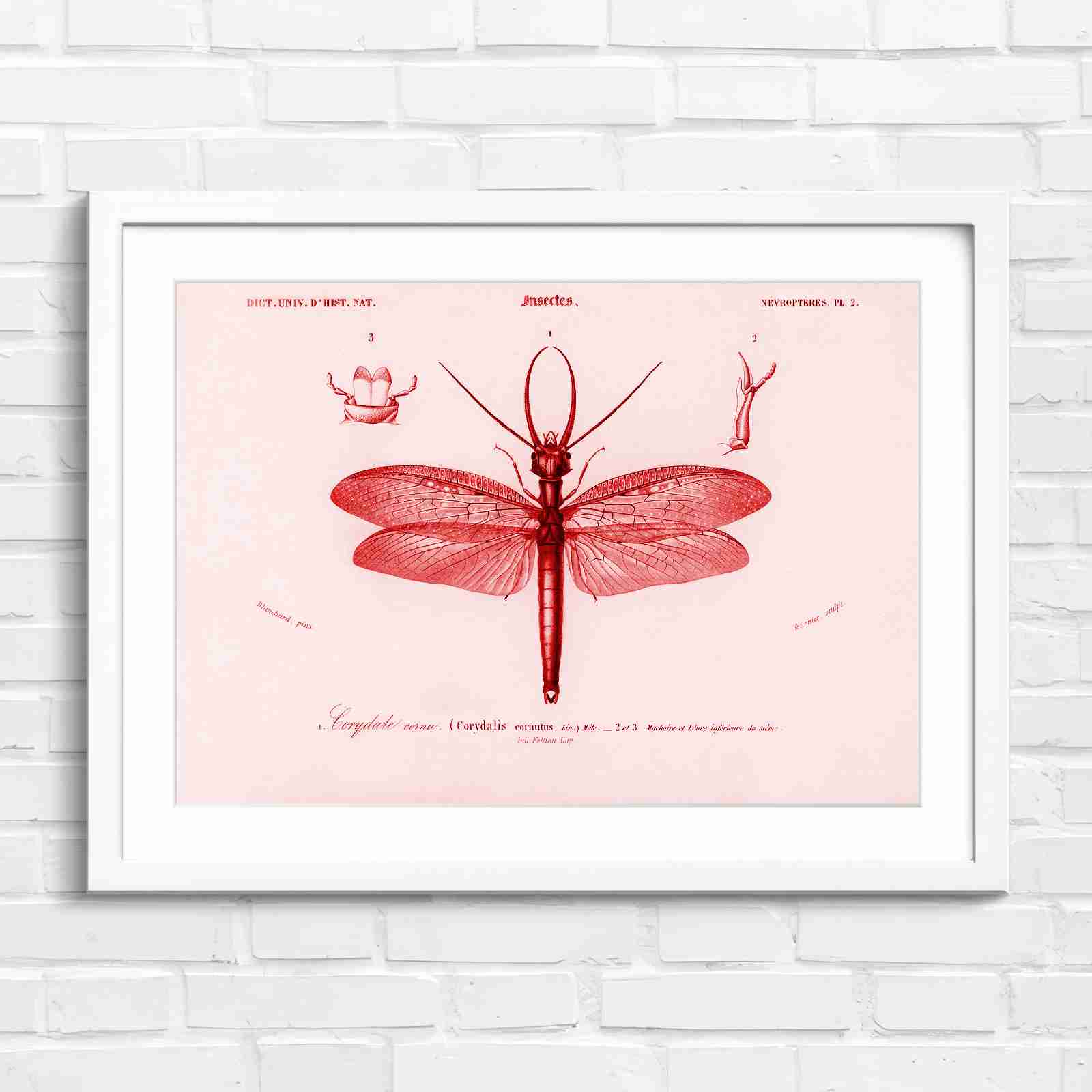 Antique Vintage Insect Corydalis - Red in White Frame
