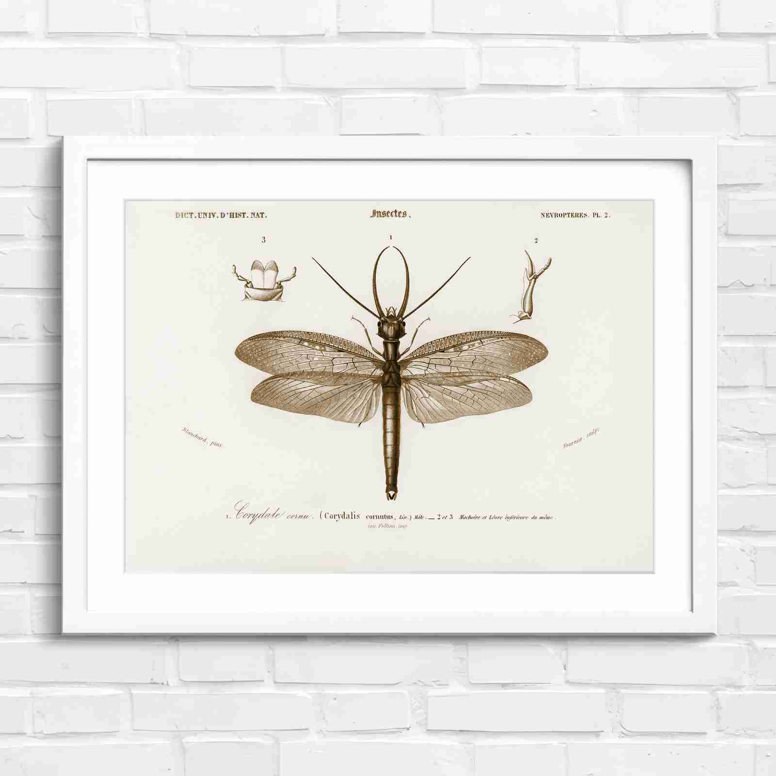Antique Vintage Insect Corydalis - Sepia in White Frame
