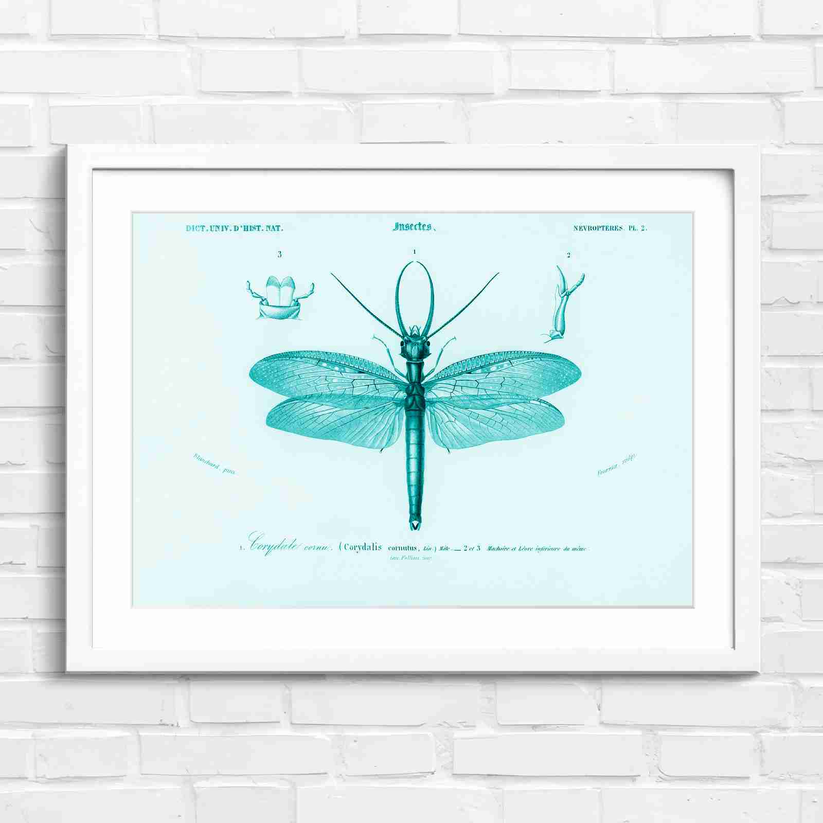 Antique Vintage Insect Corydalis - Teal in White Frame