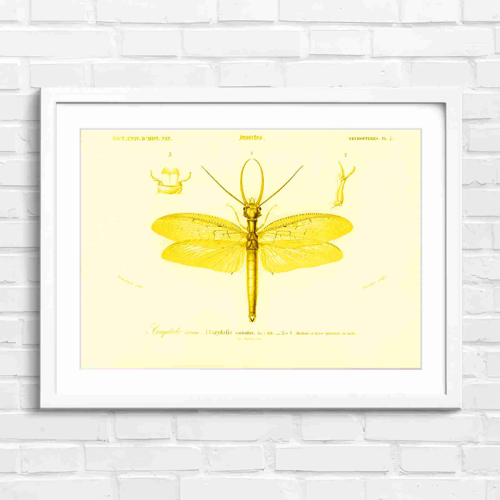 Antique Vintage Insect Corydalis - Yellow in White Frame