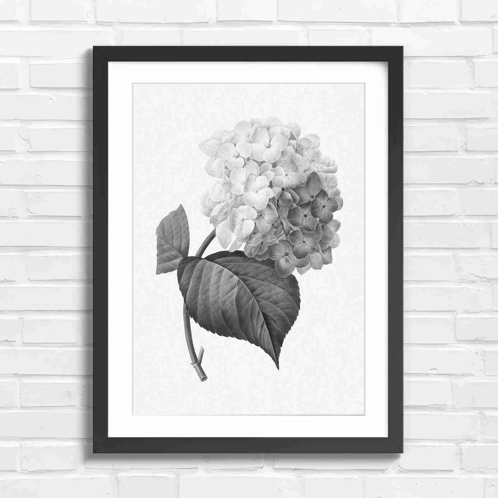 Botanical Hydrangea Floral Art Print - Black & White in Black Frame