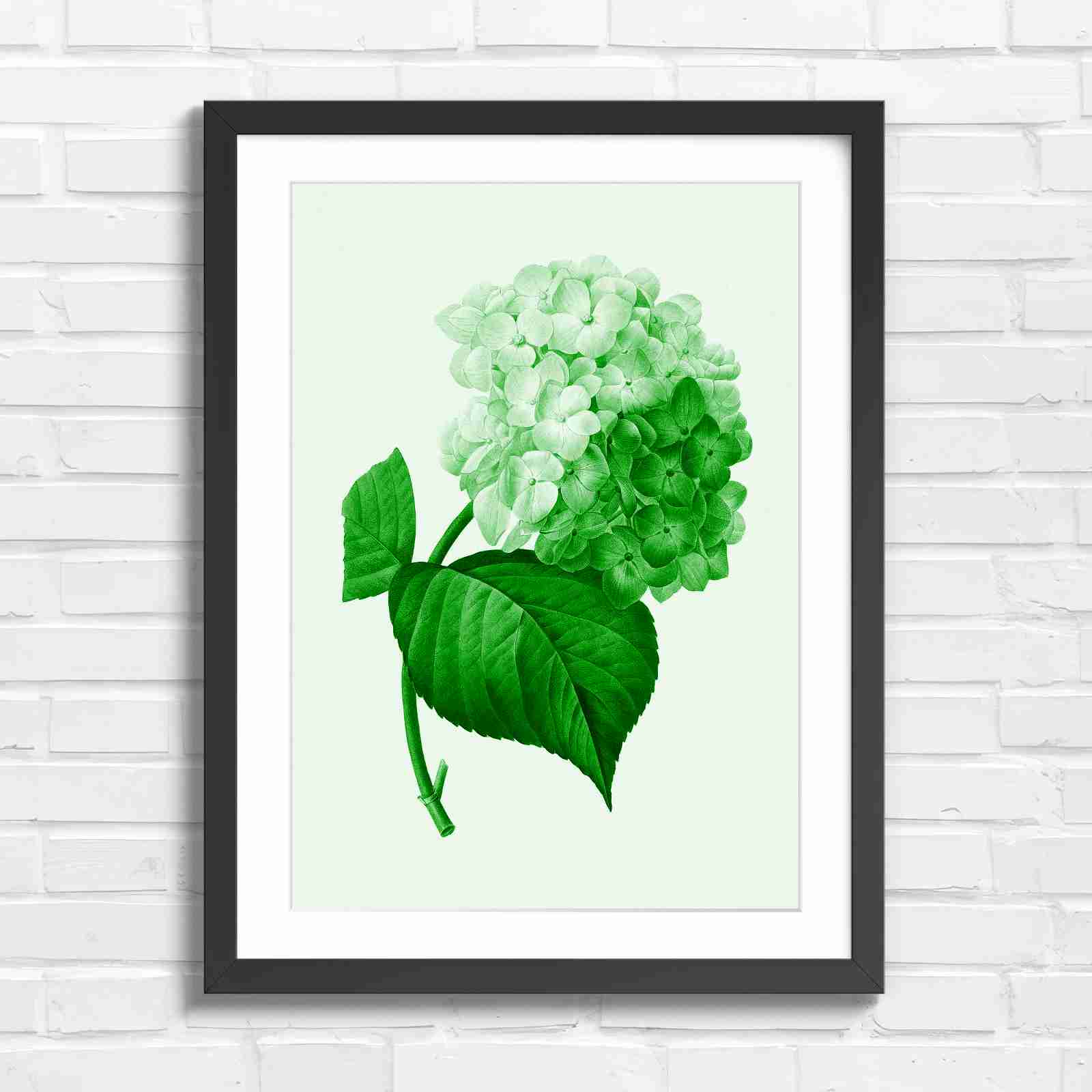 Botanical Hydrangea Floral Art Print - Green in Black Frame