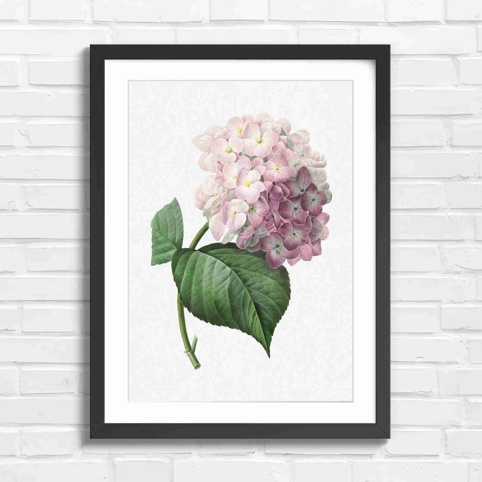 Botanical Hydrangea Floral Art Print - Original in Black Frame