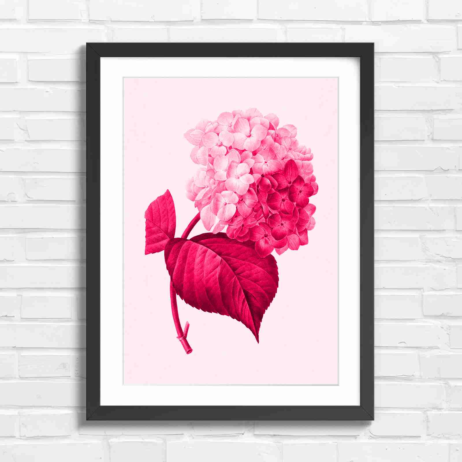 Botanical Hydrangea Floral Art Print - Pink in Black Frame