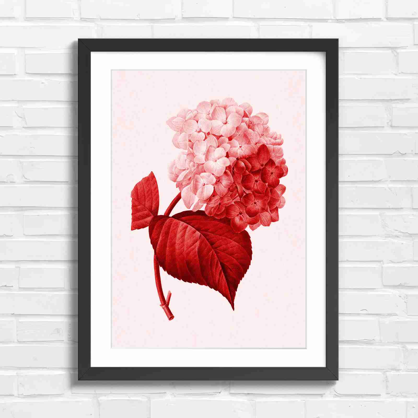 Botanical Hydrangea Floral Art Print - Red in Black Frame