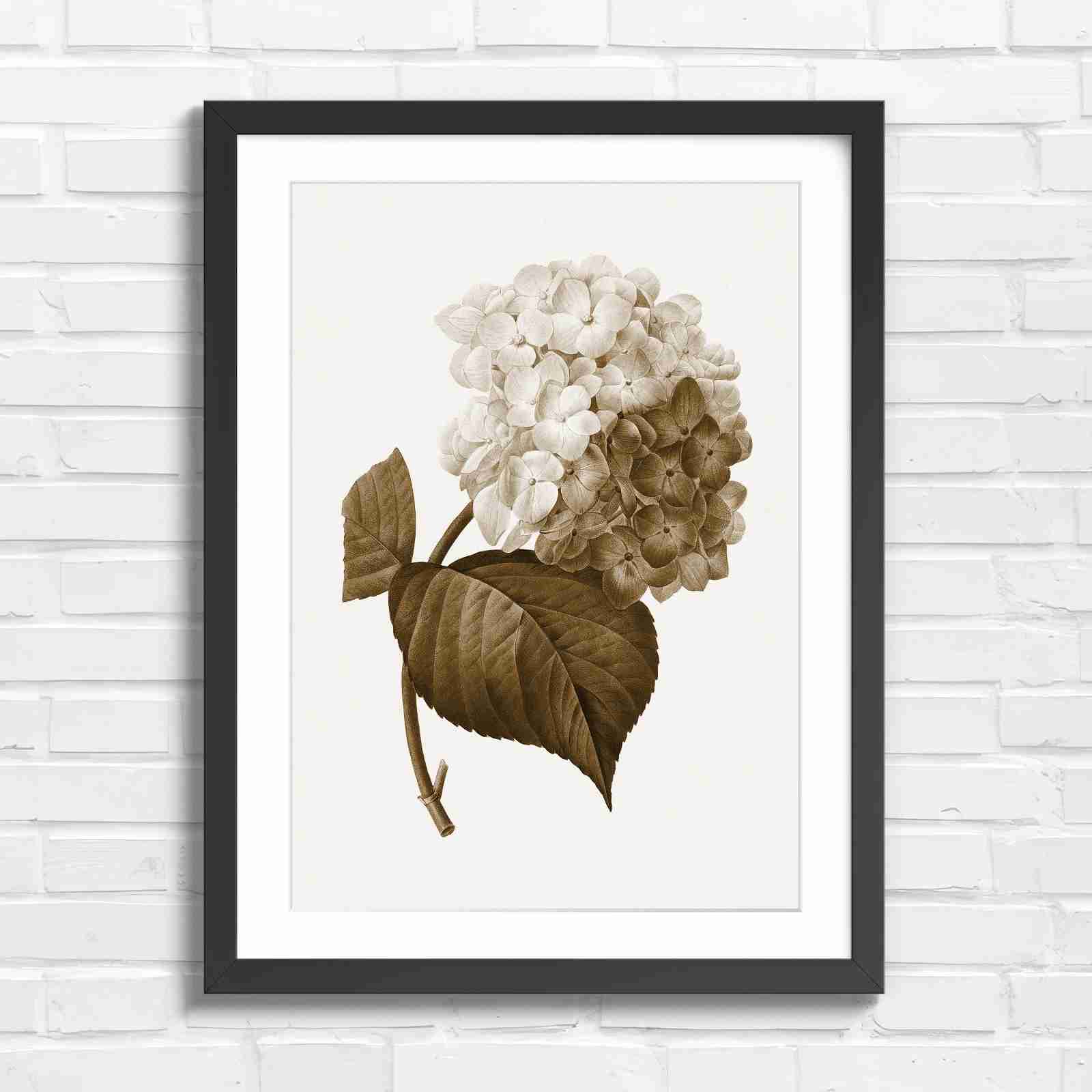Botanical Hydrangea Floral Art Print - Sepia in Black Frame