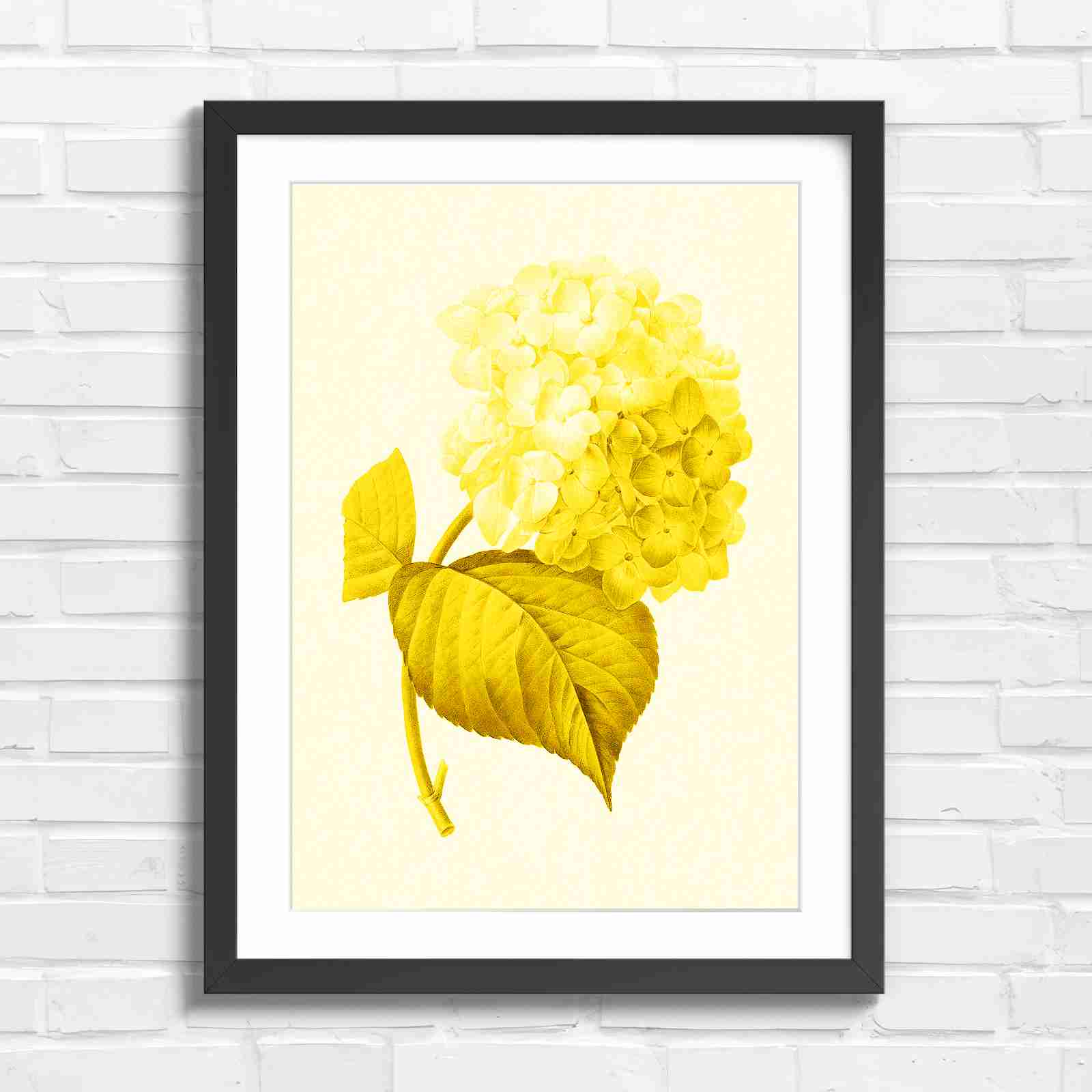 Botanical Hydrangea Floral Art Print - Yellow in Black Frame
