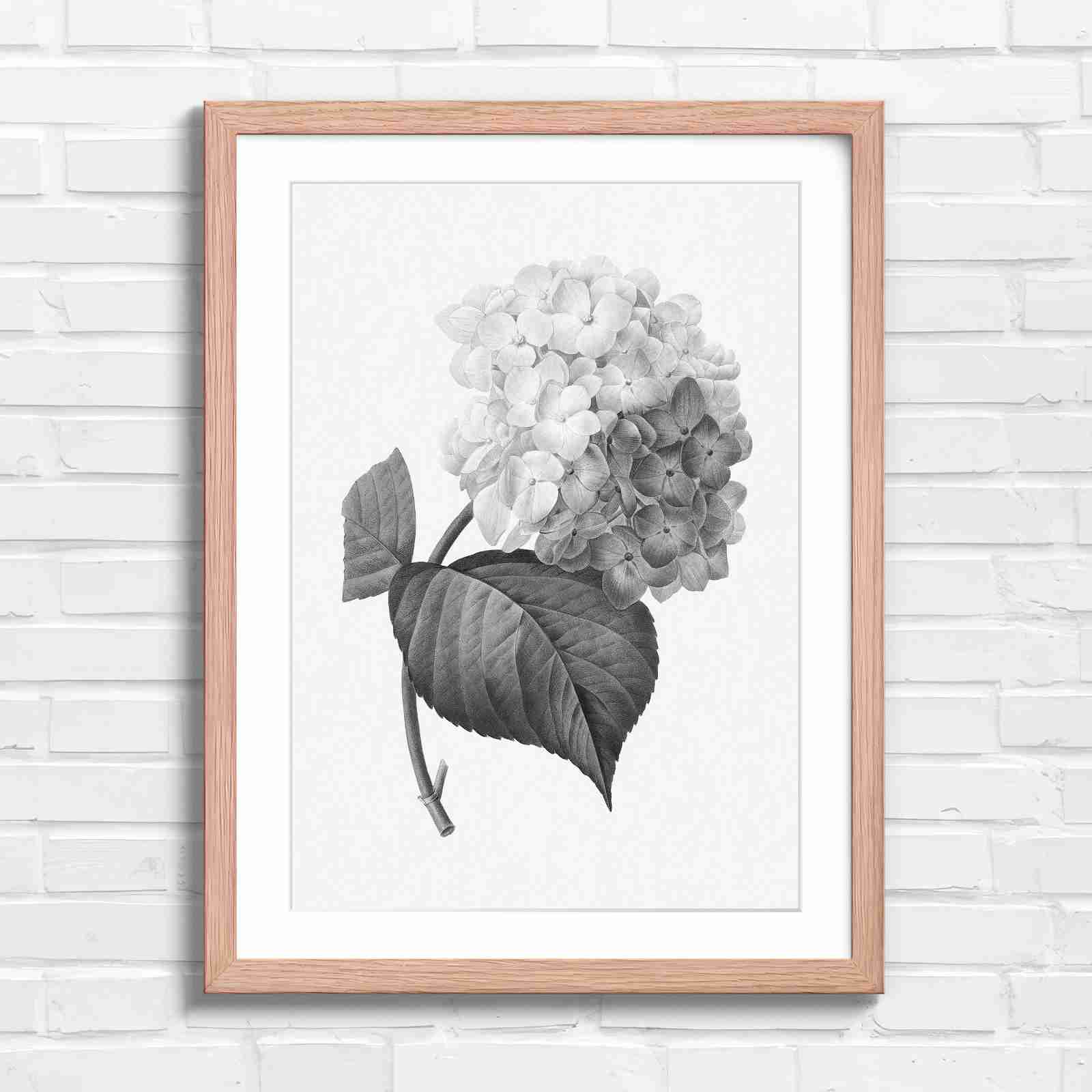 Botanical Hydrangea Floral Art Print - Black & White in Oak Frame