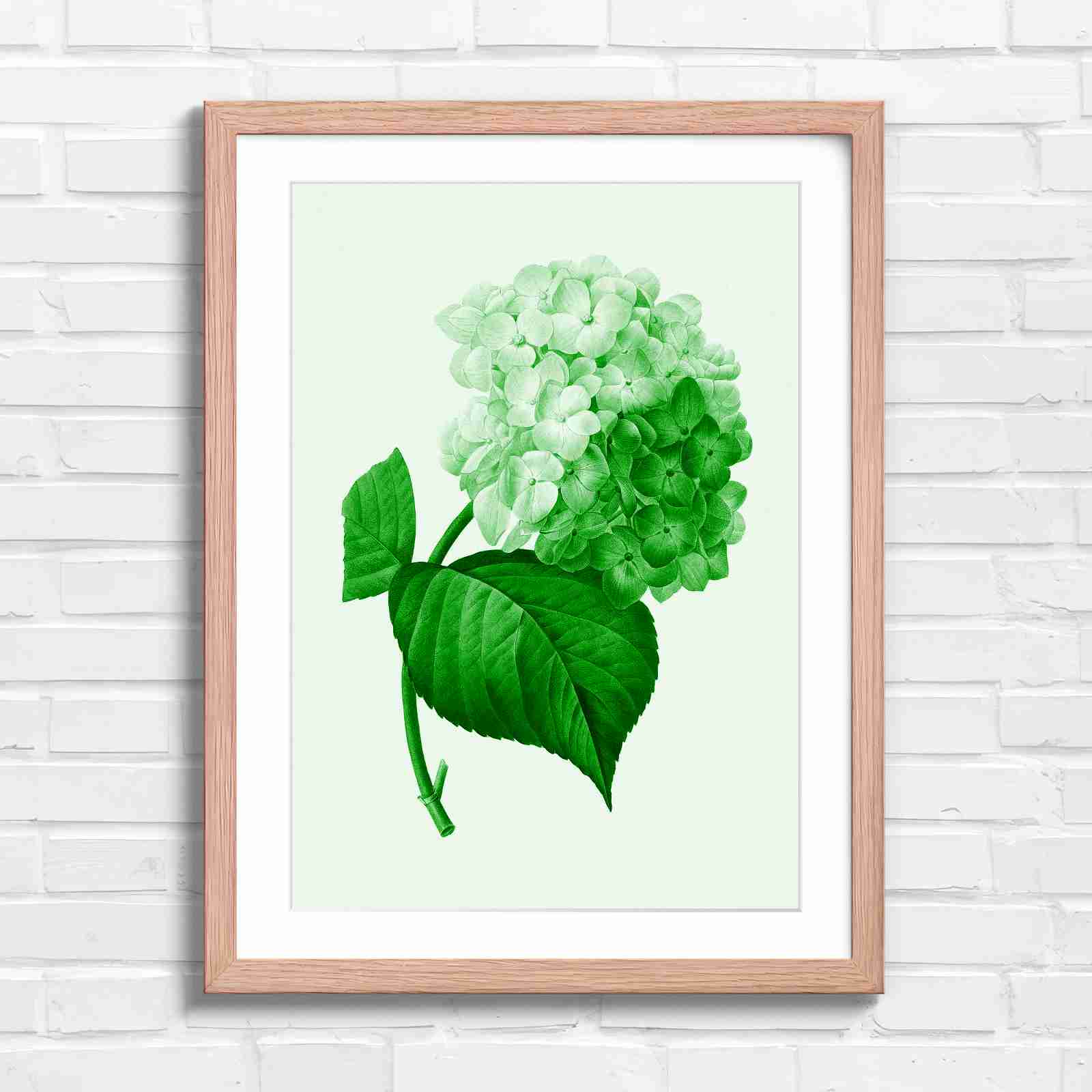 Botanical Hydrangea Floral Art Print - Green in Oak Frame