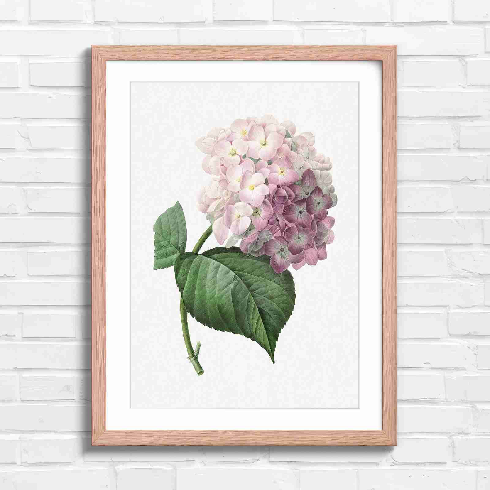 Botanical Hydrangea Floral Art Print - Original in Oak Frame
