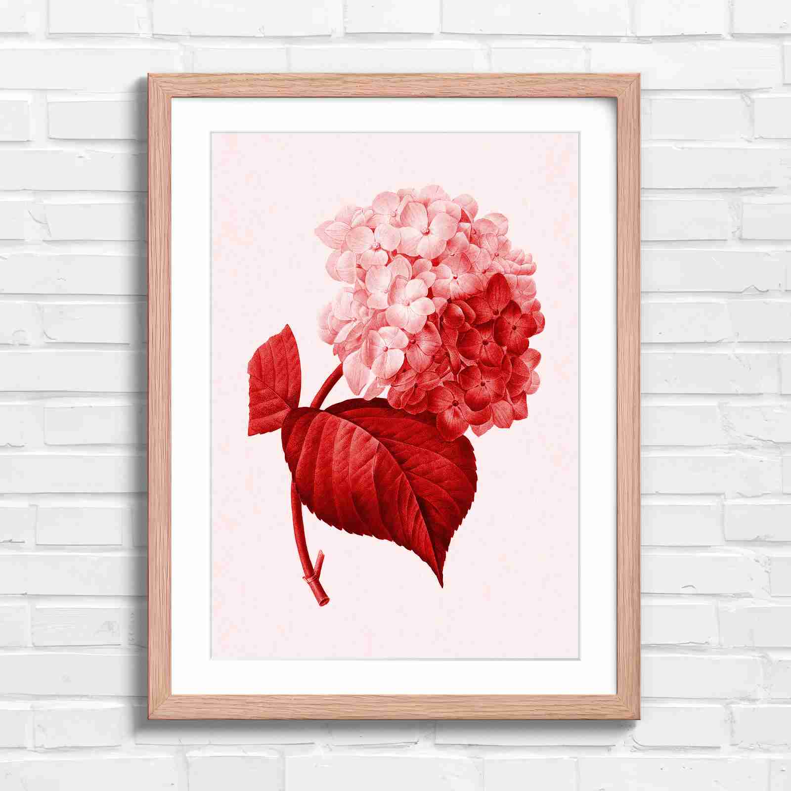 Botanical Hydrangea Floral Art Print - Red in Oak Frame