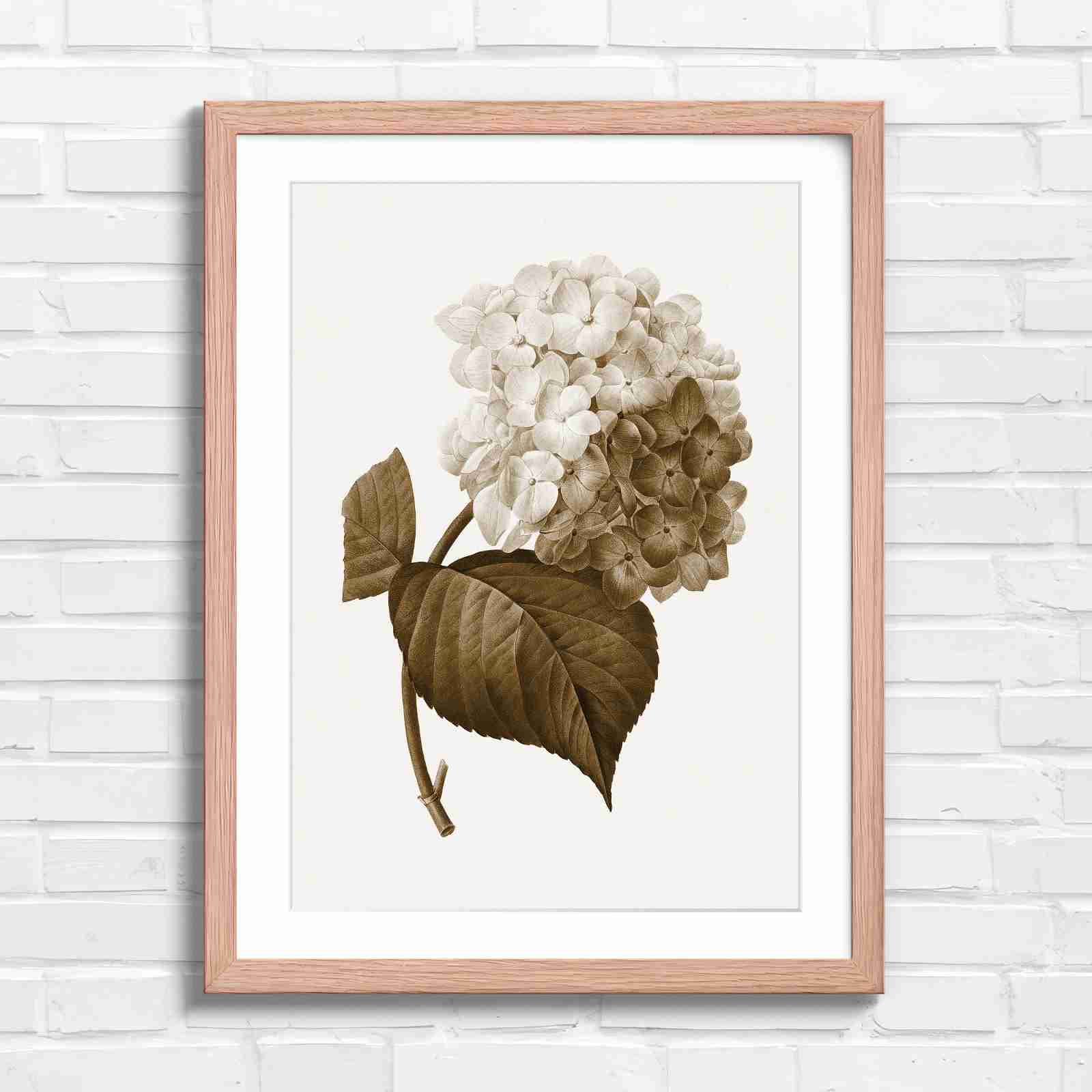 Botanical Hydrangea Floral Art Print - Sepia in Oak Frame