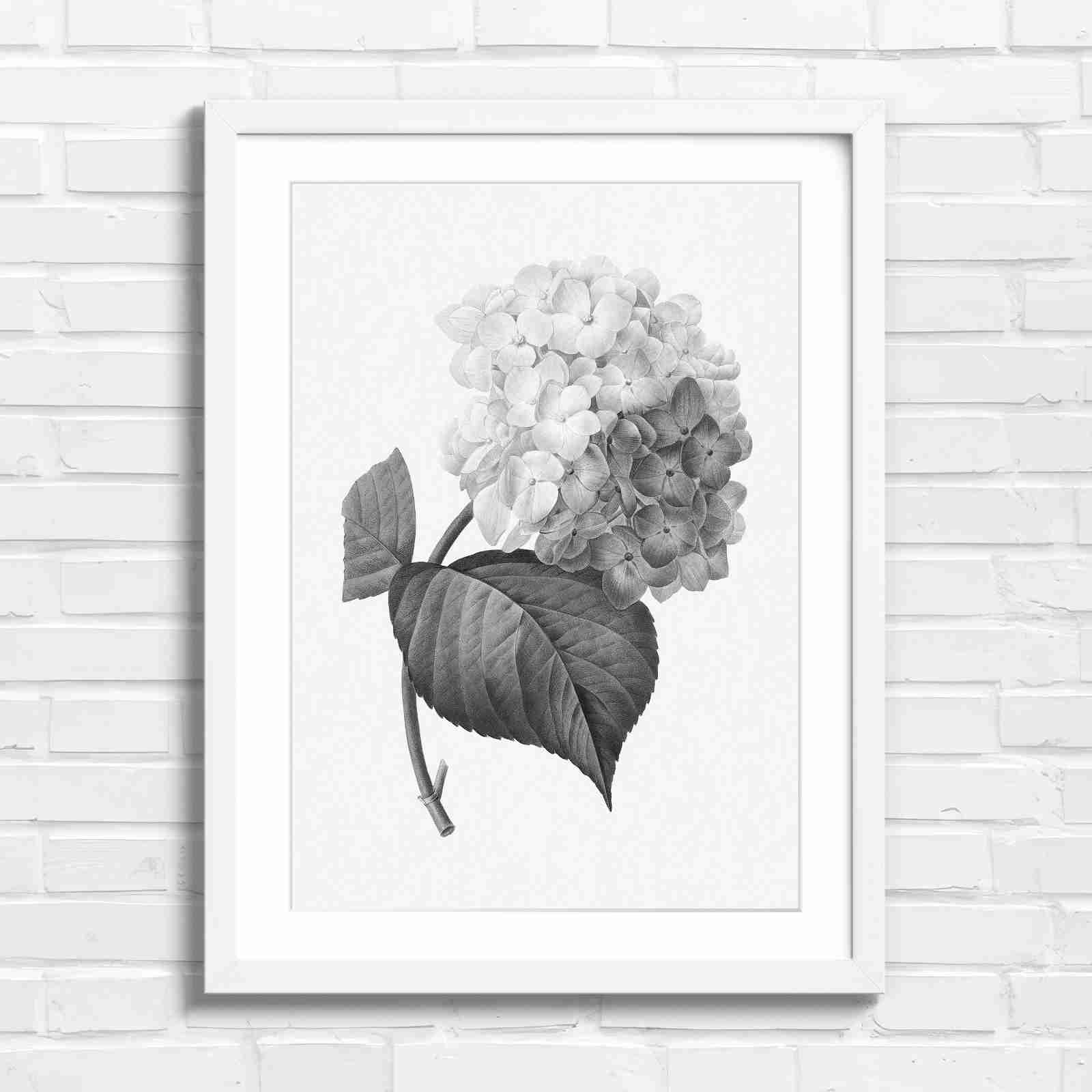 Botanical Hydrangea Floral Art Print - Black & White in White Frame