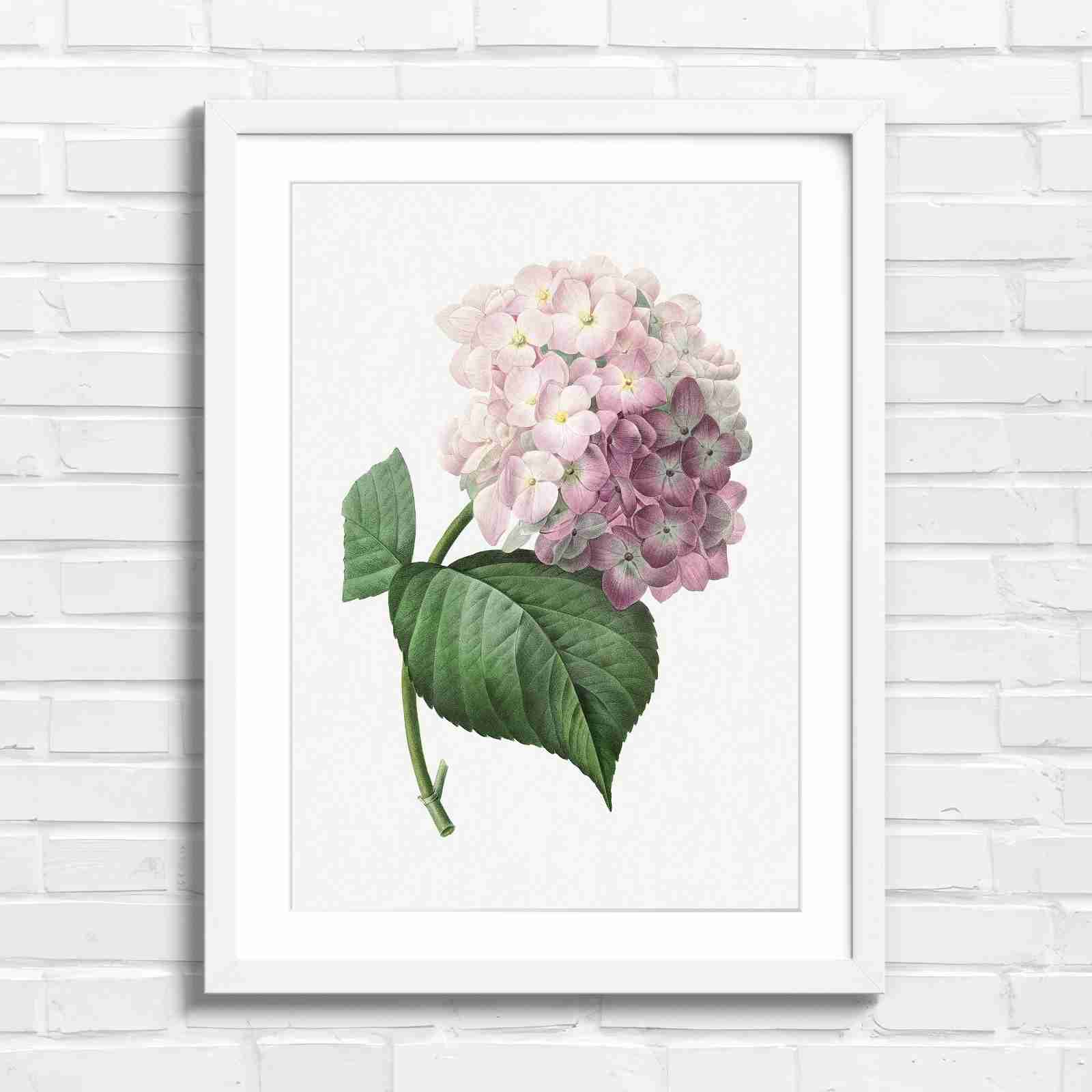 Botanical Hydrangea Floral Art Print - Original in White Frame