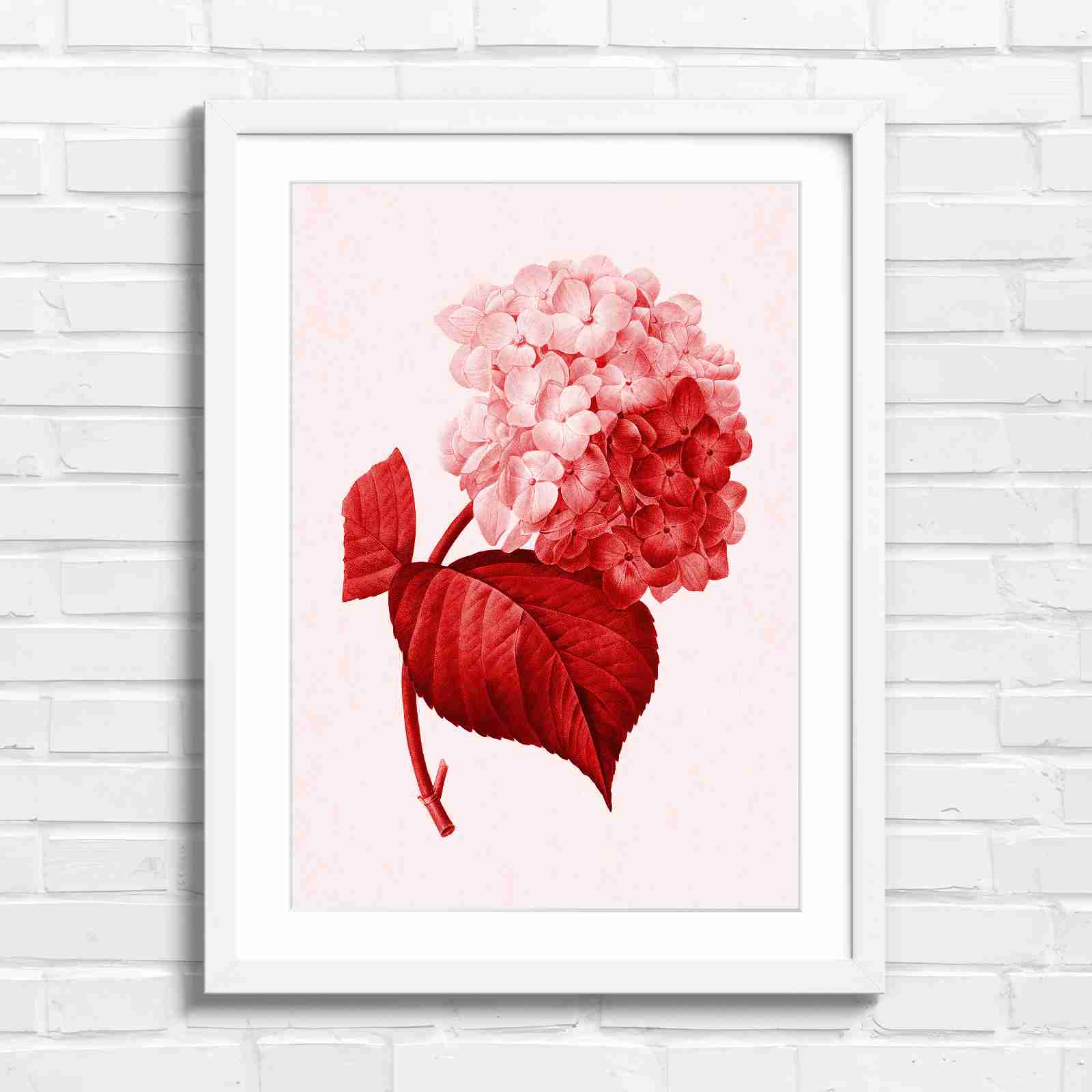Botanical Hydrangea Floral Art Print - Red in White Frame