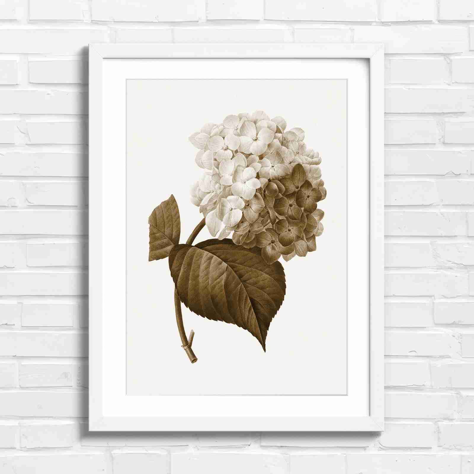 Botanical Hydrangea Floral Art Print - Sepia in White Frame