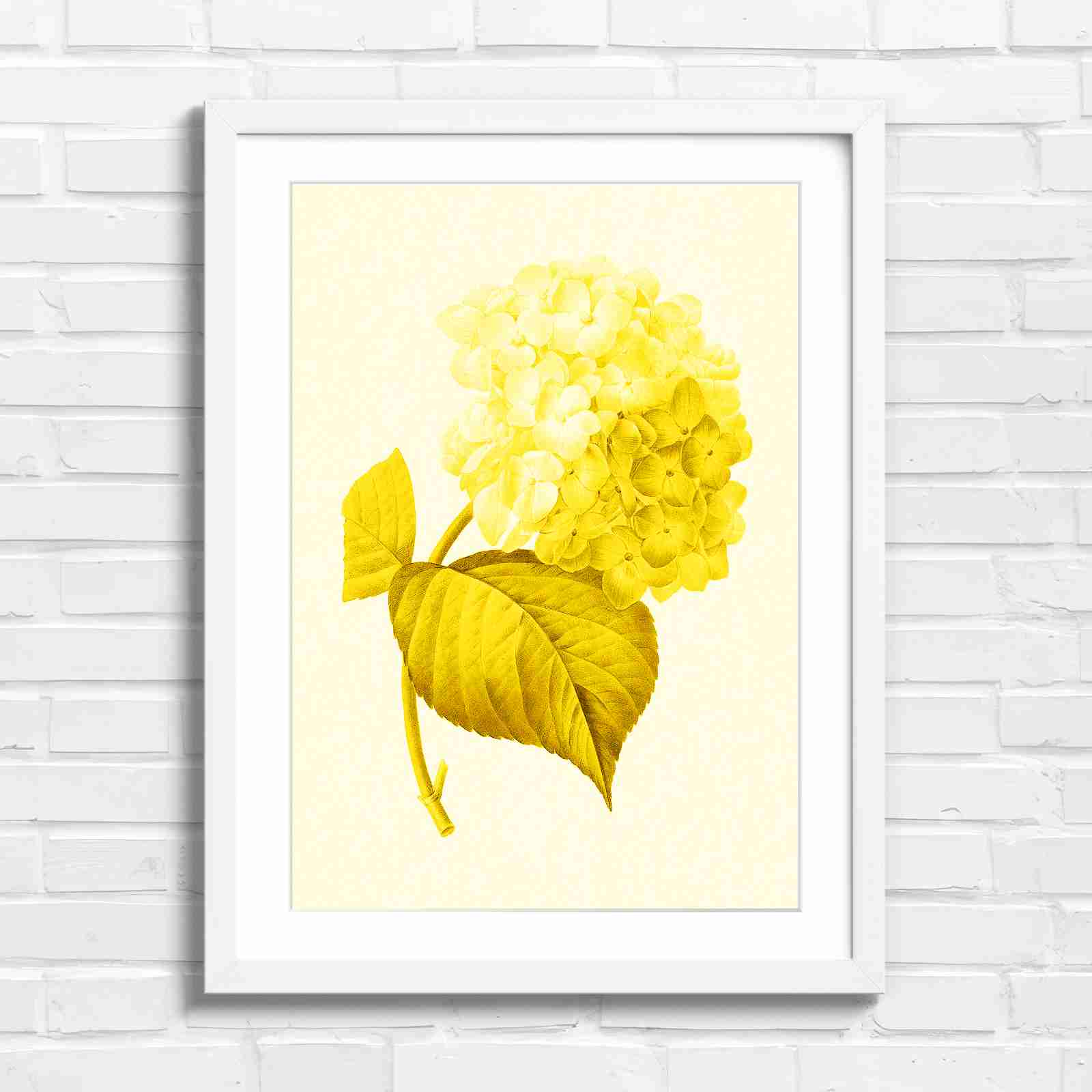 Botanical Hydrangea Floral Art Print - Yellow in White Frame