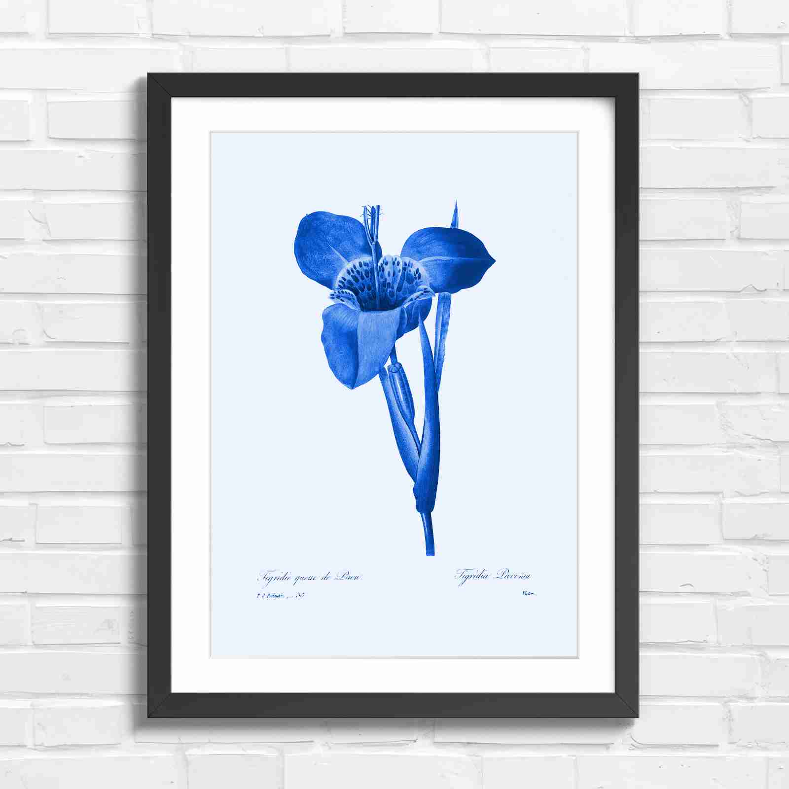 Vintage Orange and Yellow Botanical Iris - Blue in Black Frame