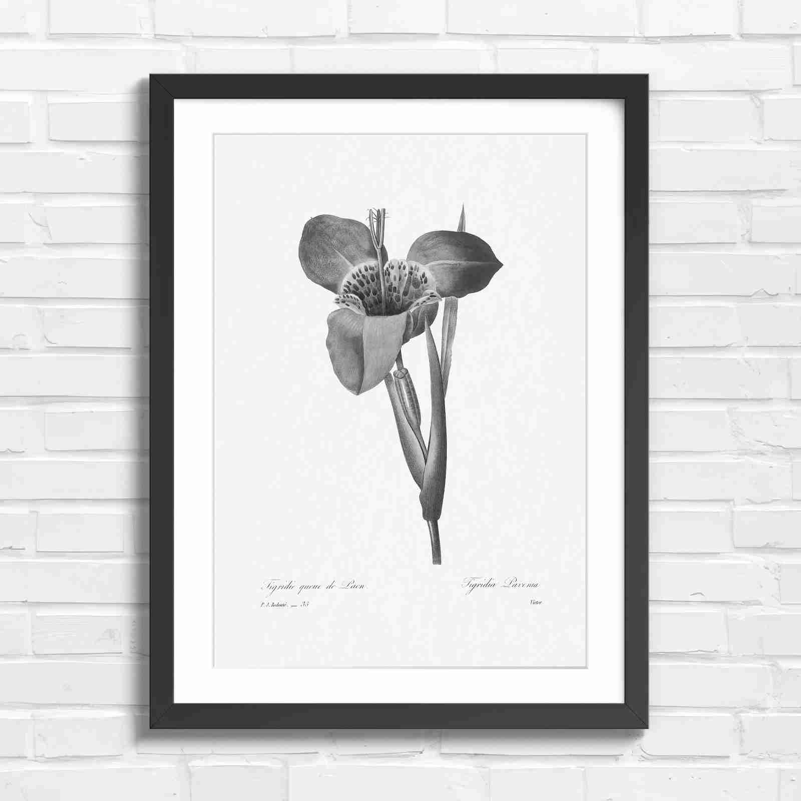 Vintage Orange and Yellow Botanical Iris - Black & White in Black Frame