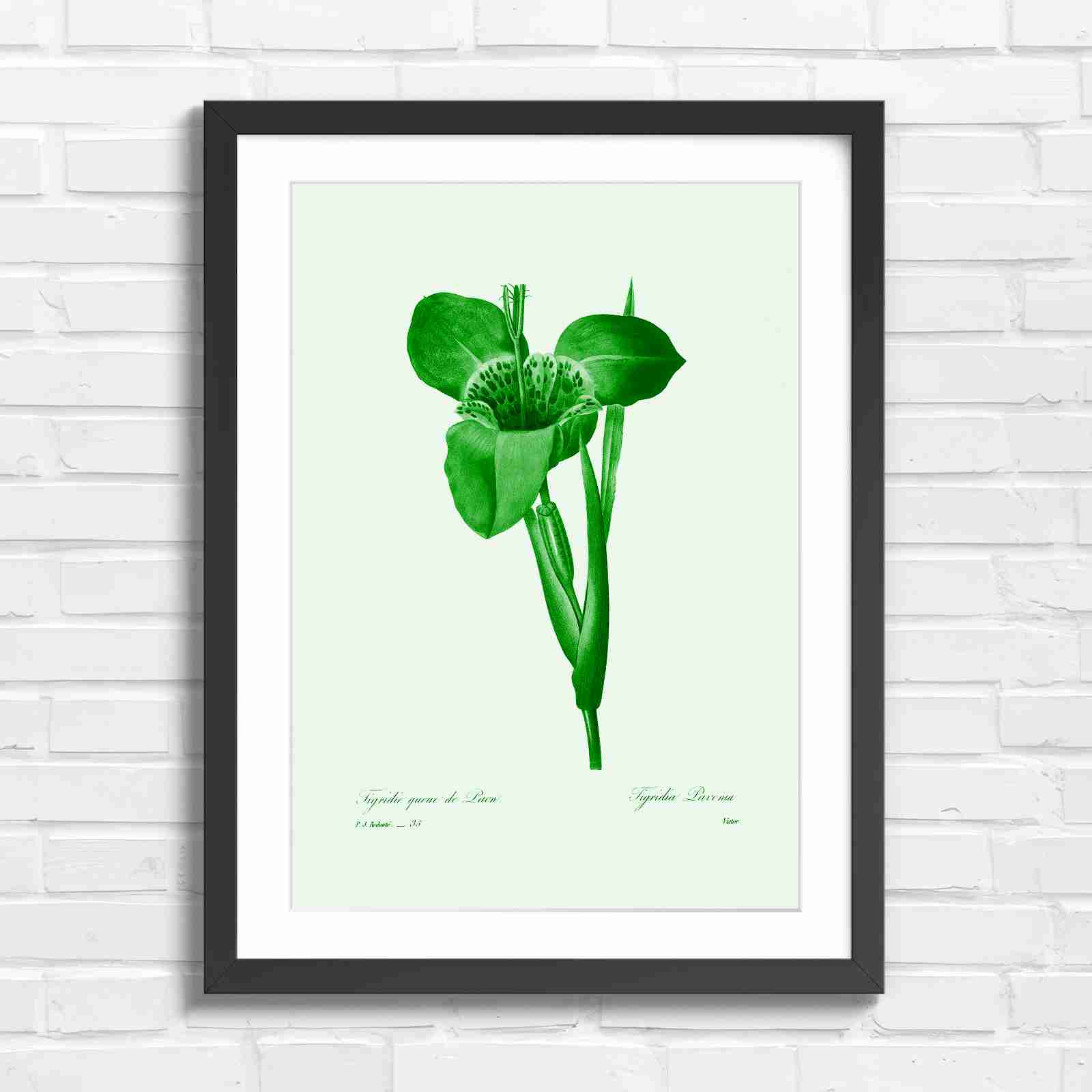 Vintage Orange and Yellow Botanical Iris - Green in Black Frame