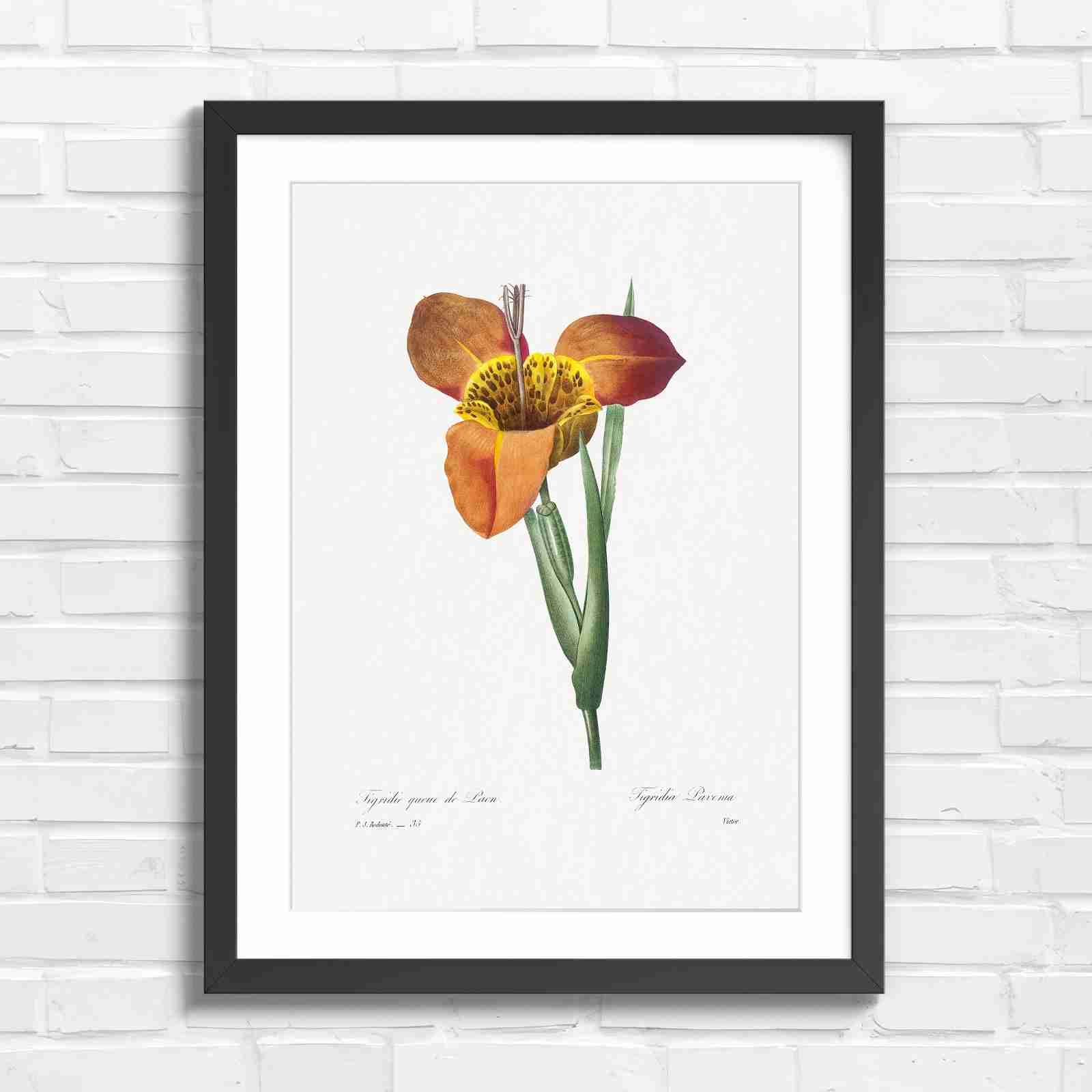 Vintage Orange and Yellow Botanical Iris - Original in Black Frame