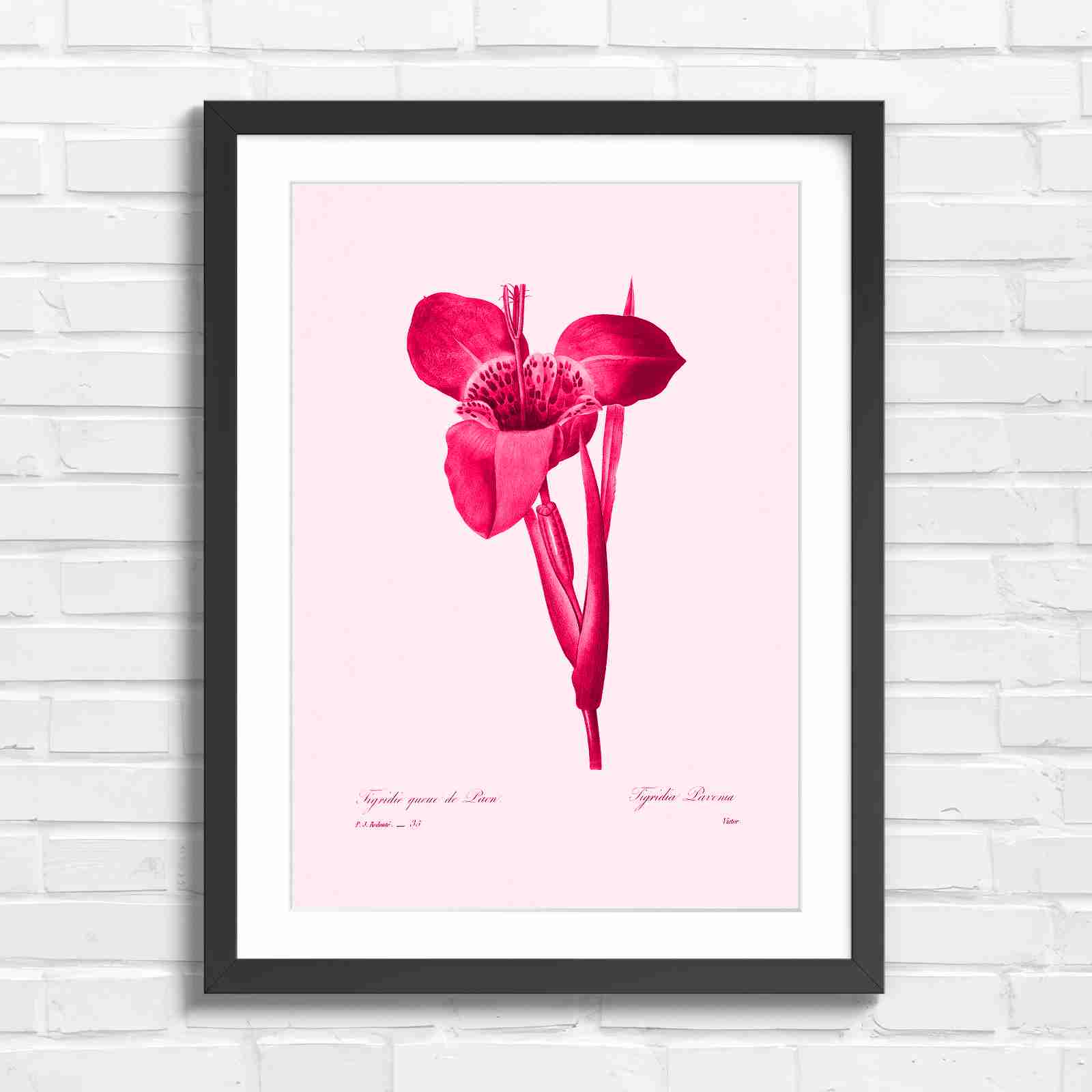 Vintage Orange and Yellow Botanical Iris - Pink in Black Frame