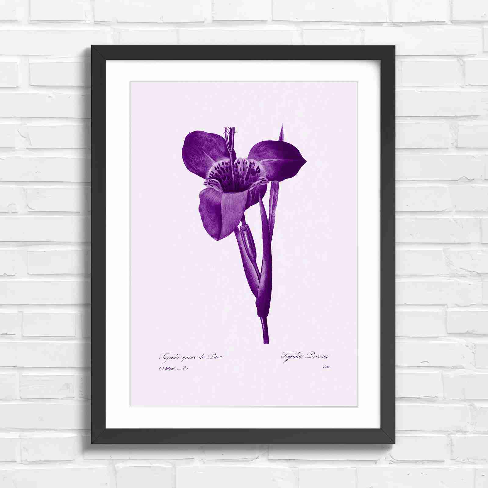 Vintage Orange and Yellow Botanical Iris - Purple in Black Frame