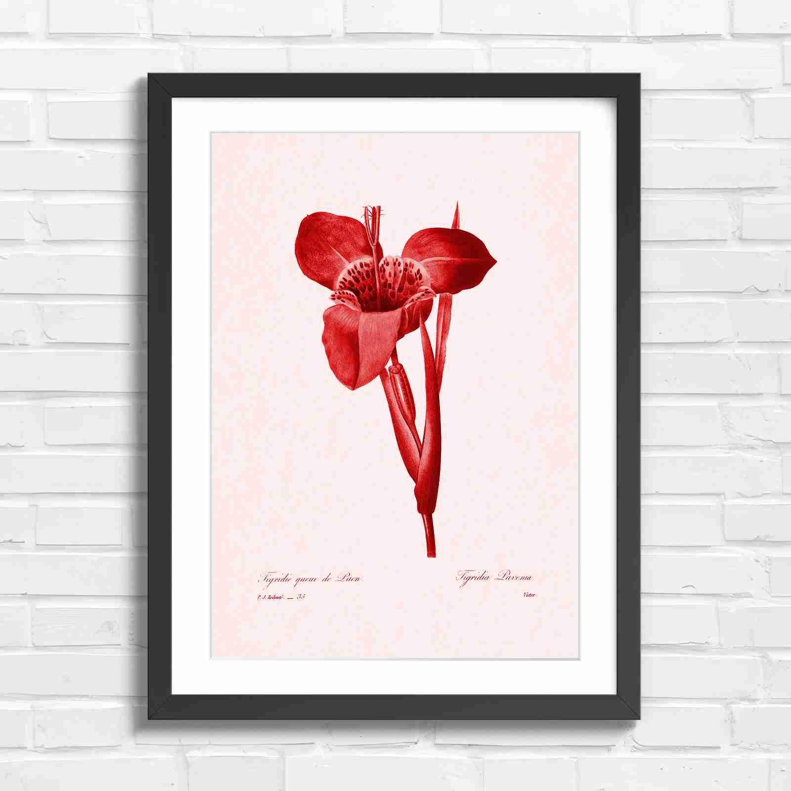 Vintage Orange and Yellow Botanical Iris - Red in Black Frame