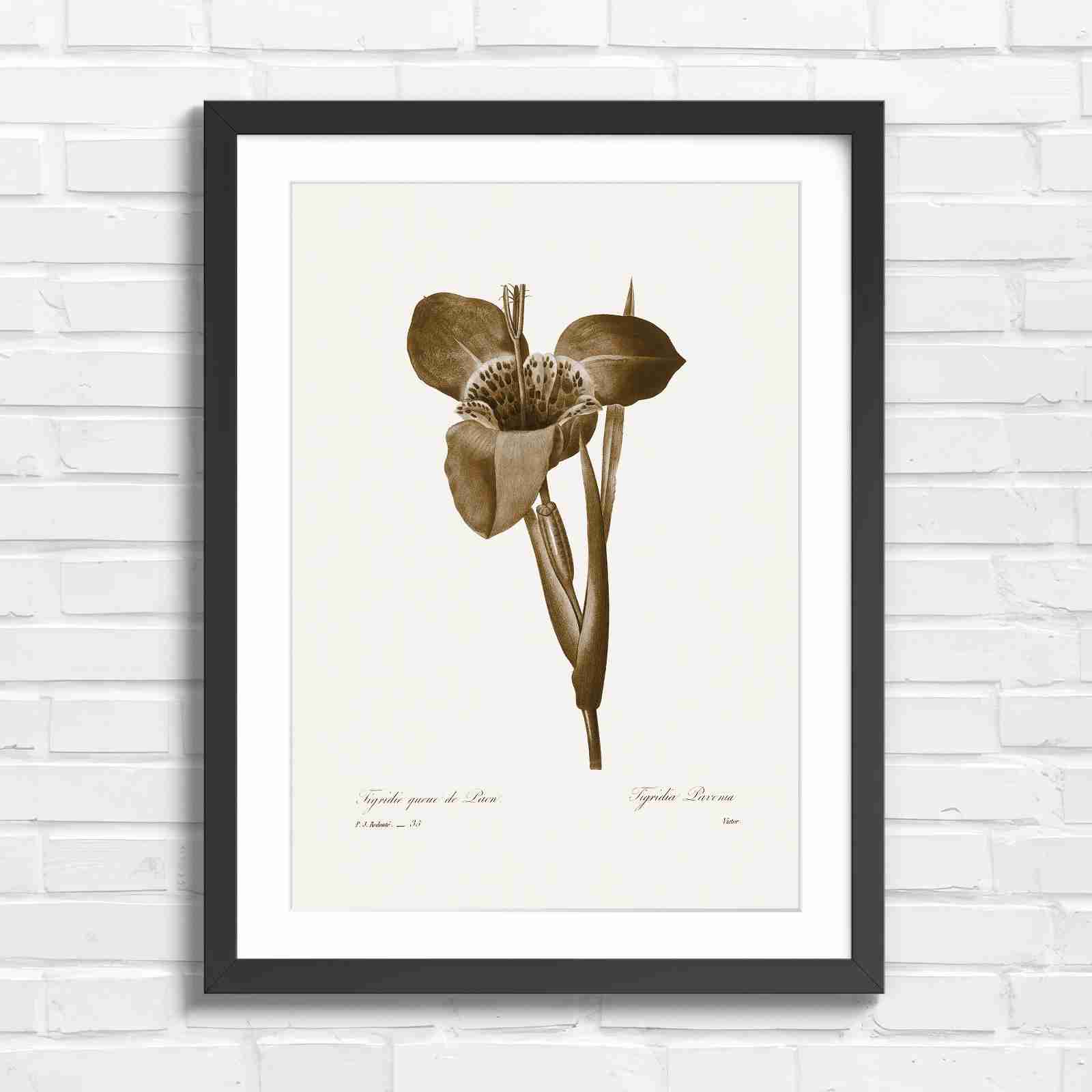 Vintage Orange and Yellow Botanical Iris - Sepia in Black Frame