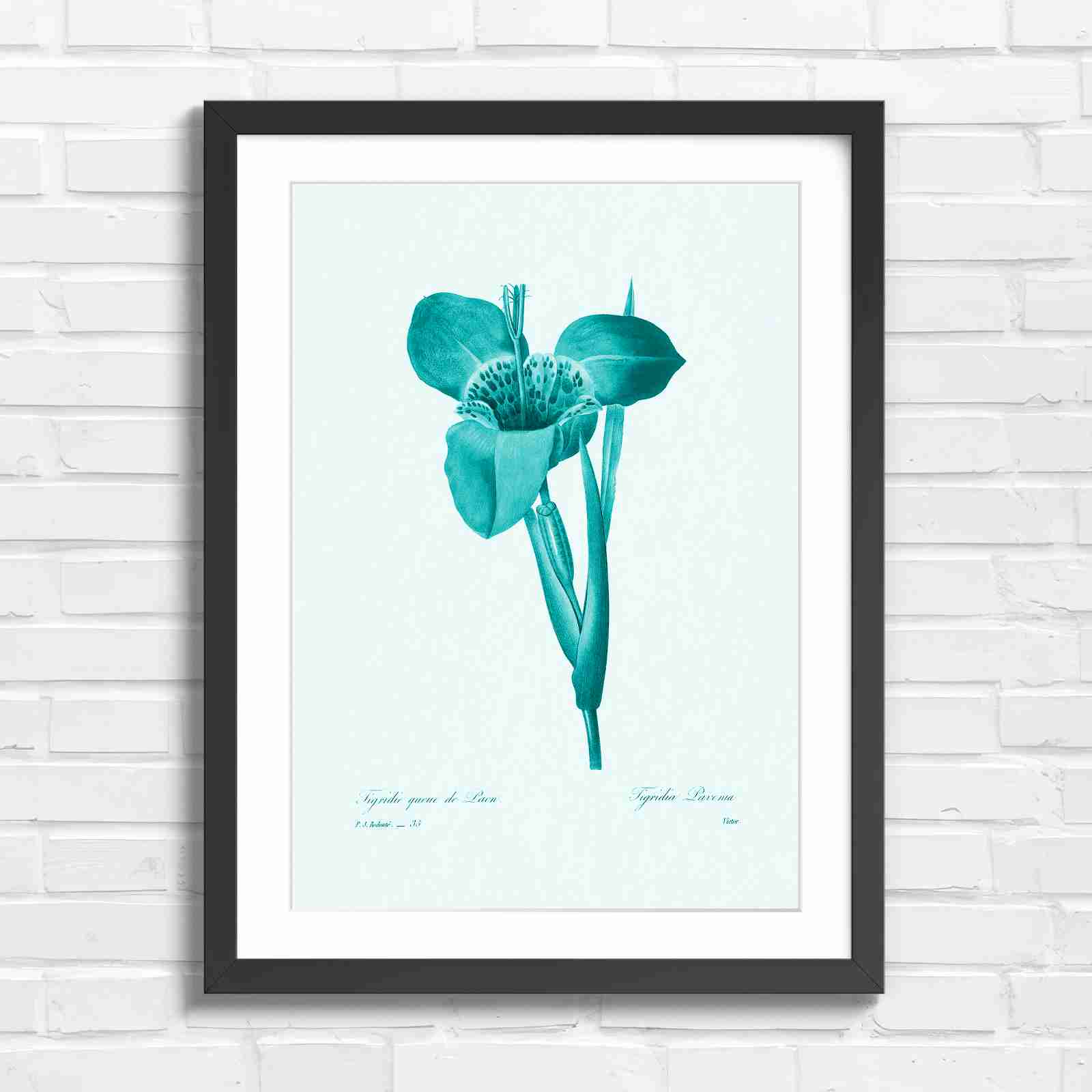 Vintage Orange and Yellow Botanical Iris - Teal in Black Frame
