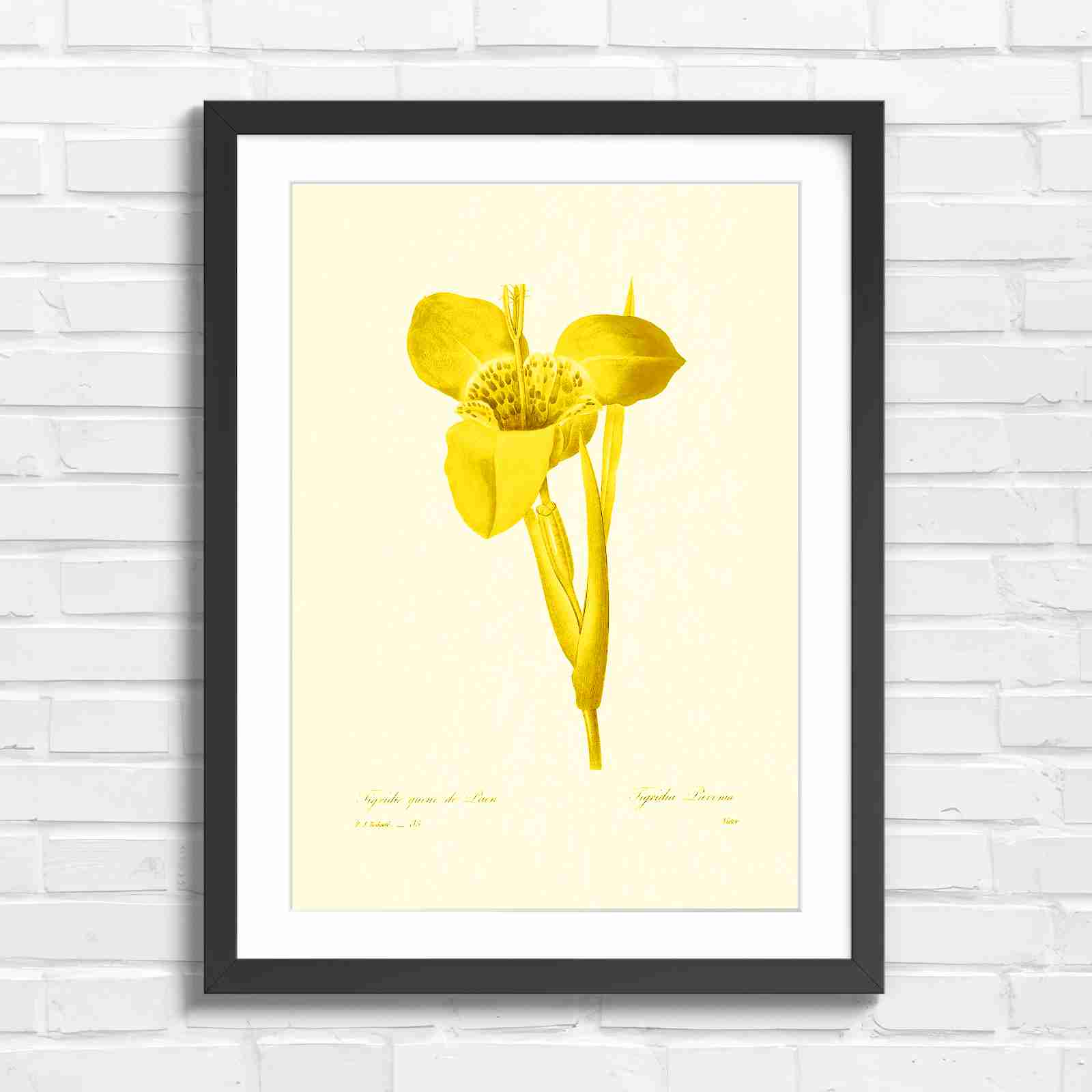 Vintage Orange and Yellow Botanical Iris - Yellow in Black Frame