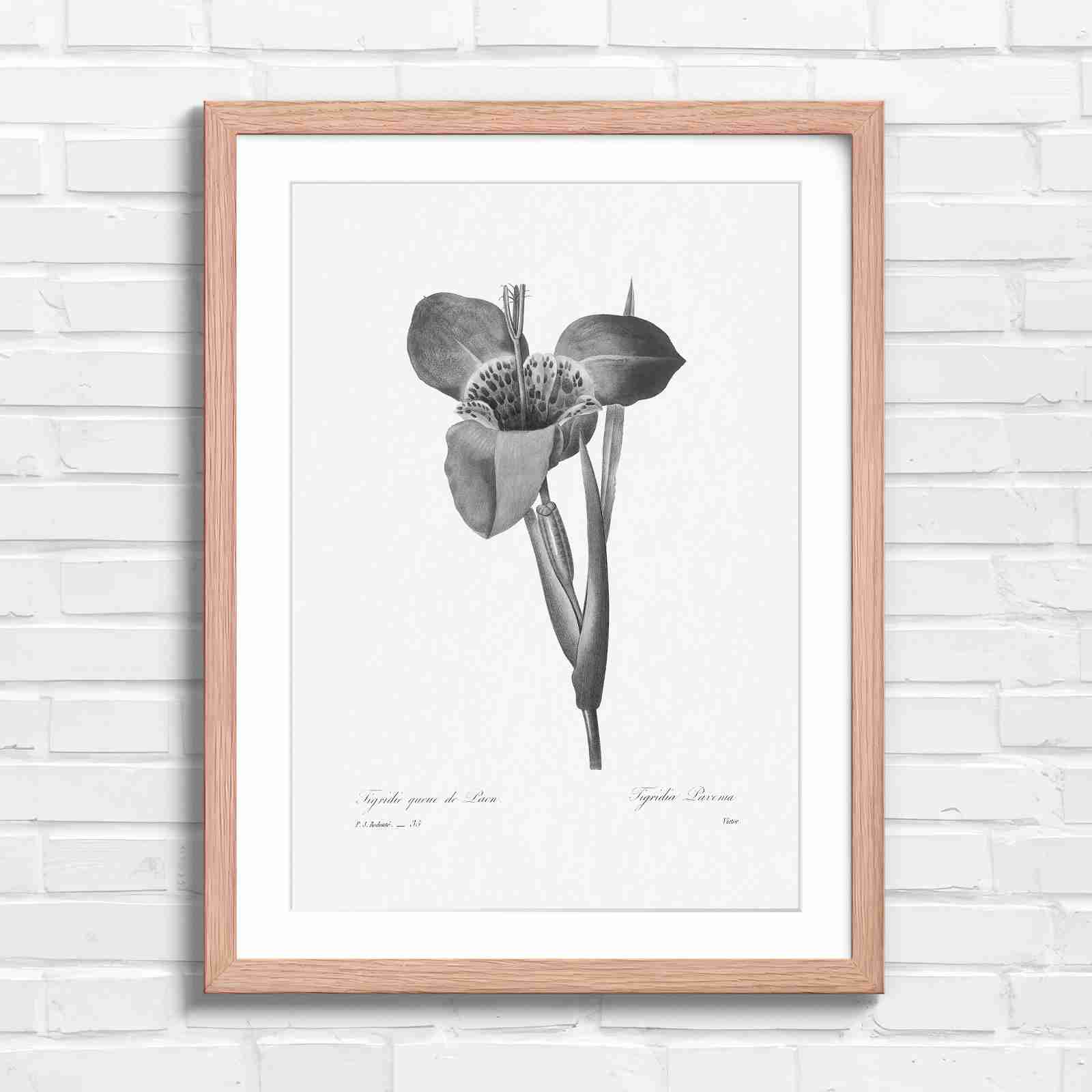 Vintage Orange and Yellow Botanical Iris - Black & White in Oak Frame