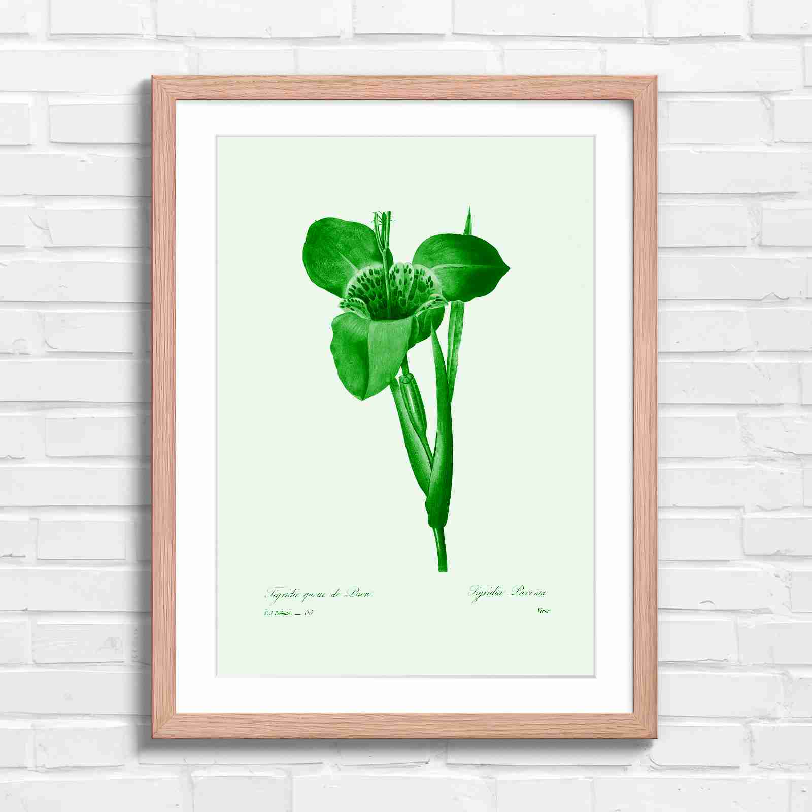 Vintage Orange and Yellow Botanical Iris - Green in Oak Frame