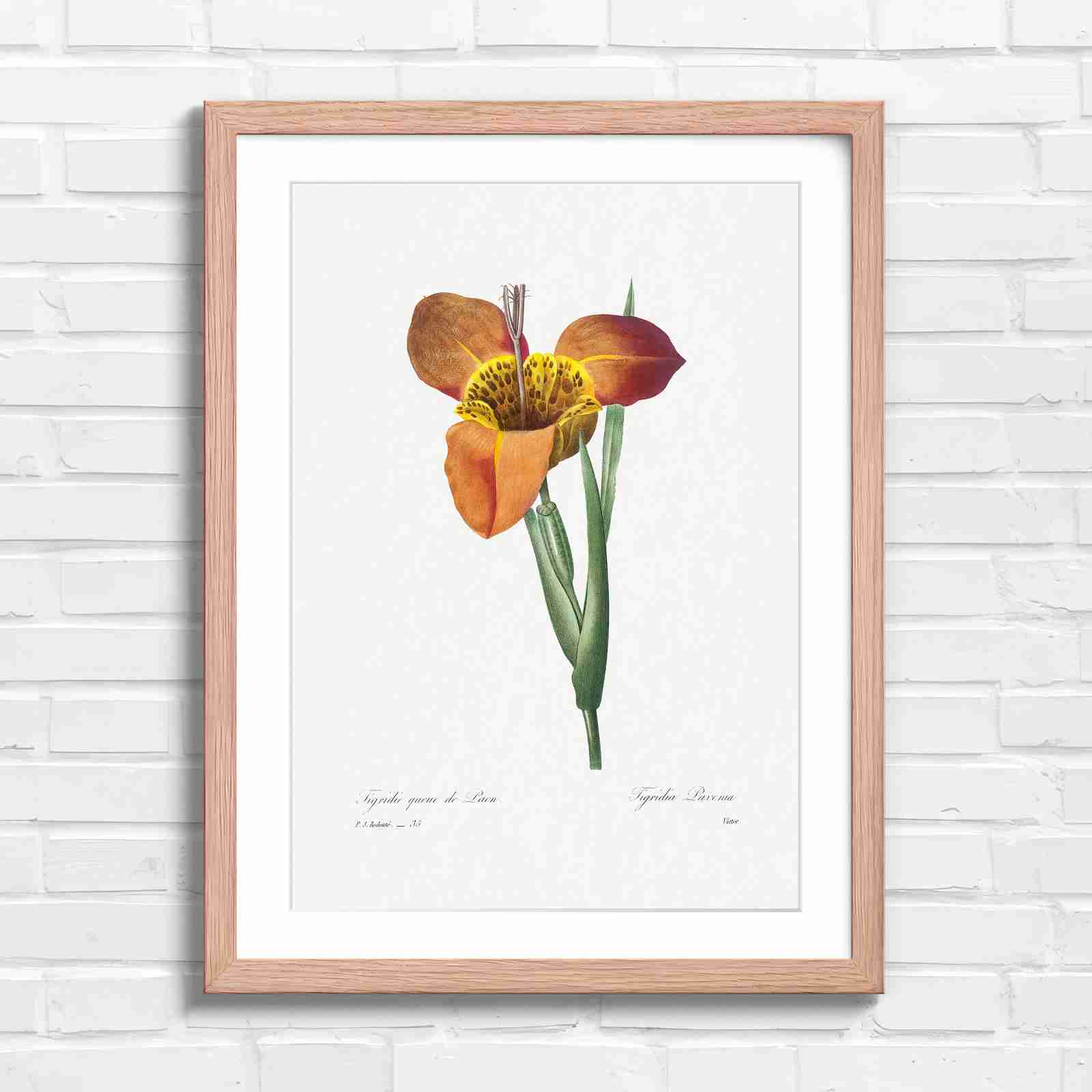 Vintage Orange and Yellow Botanical Iris - Original in Oak Frame