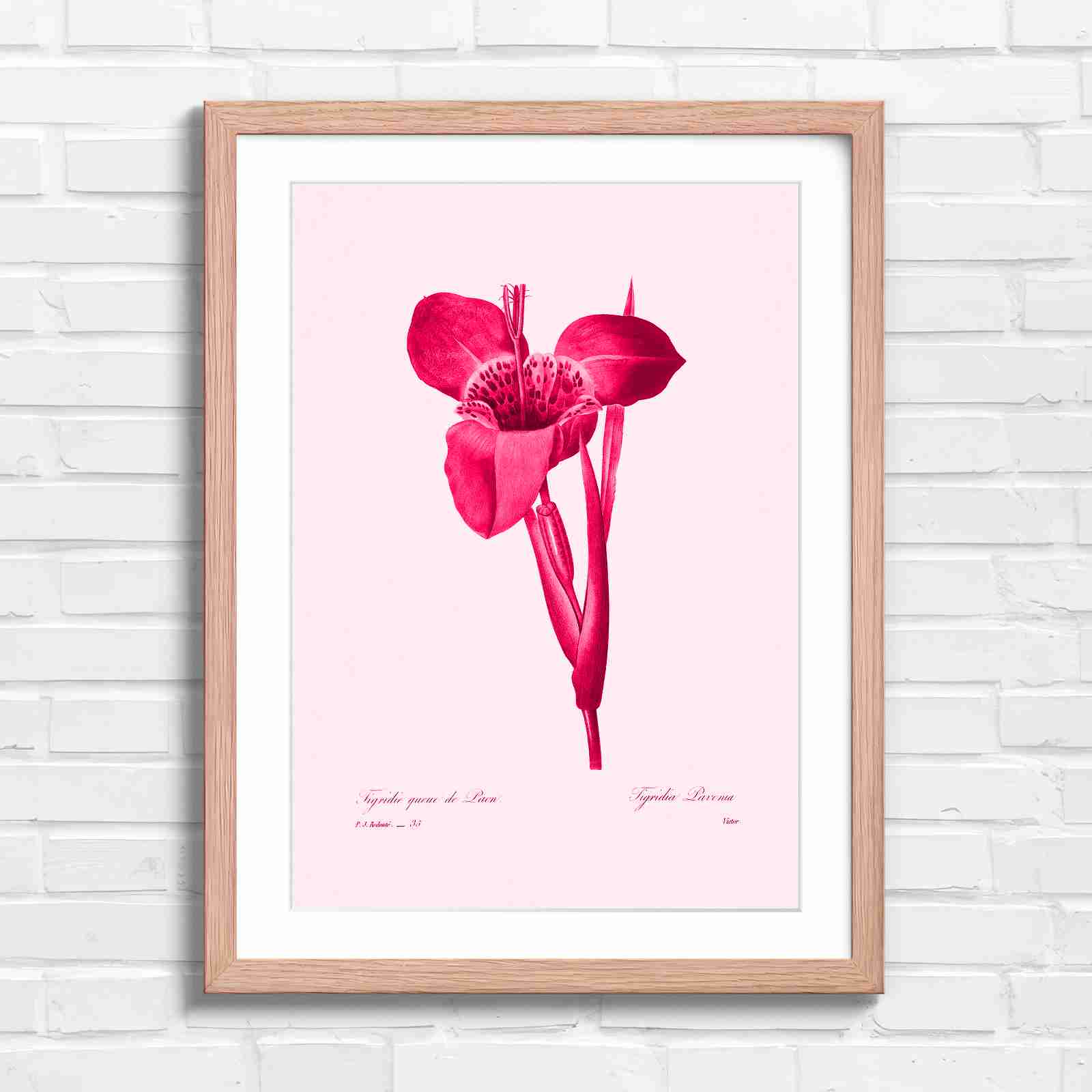 Vintage Orange and Yellow Botanical Iris - Pink in Oak Frame