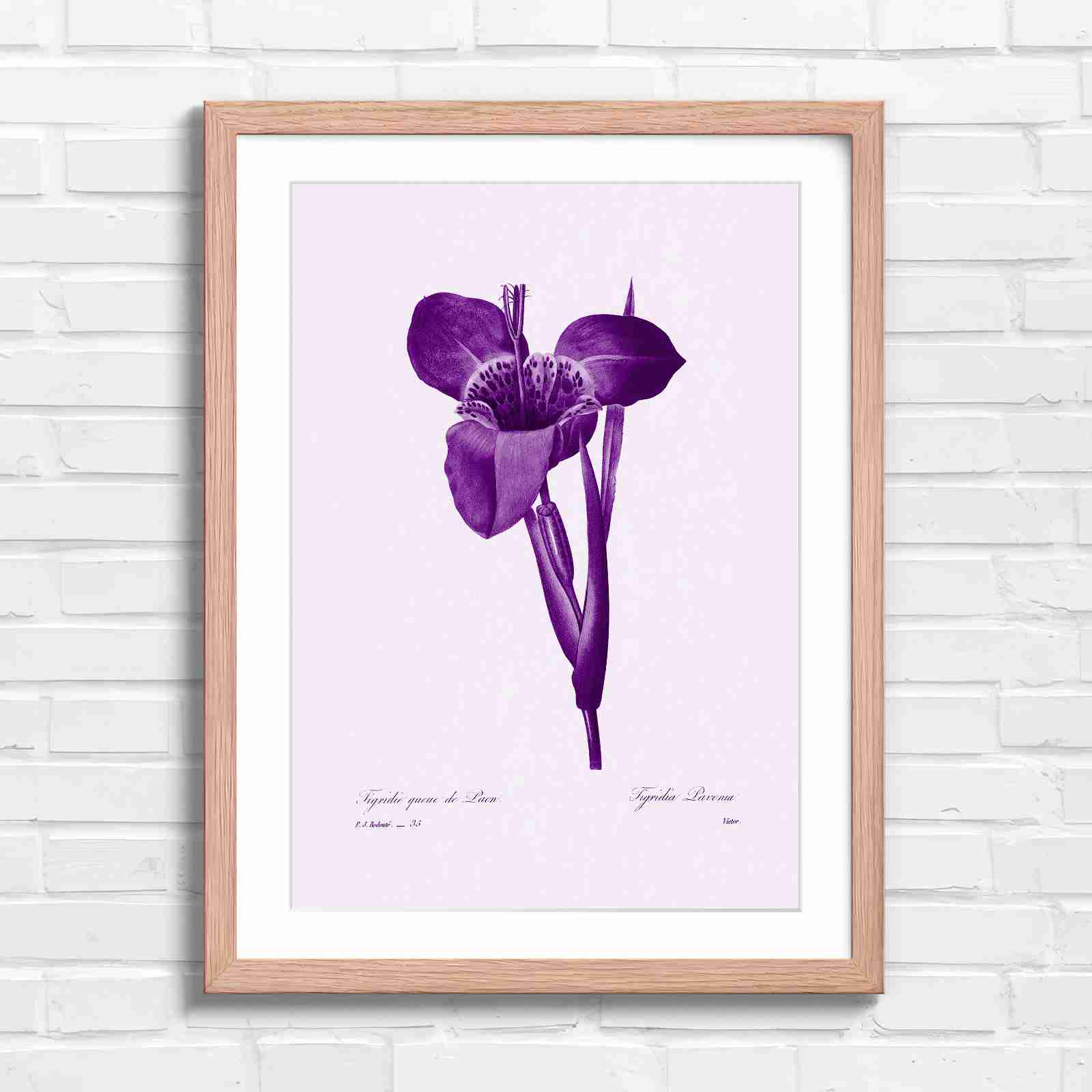 Vintage Orange and Yellow Botanical Iris - Purple in Oak Frame