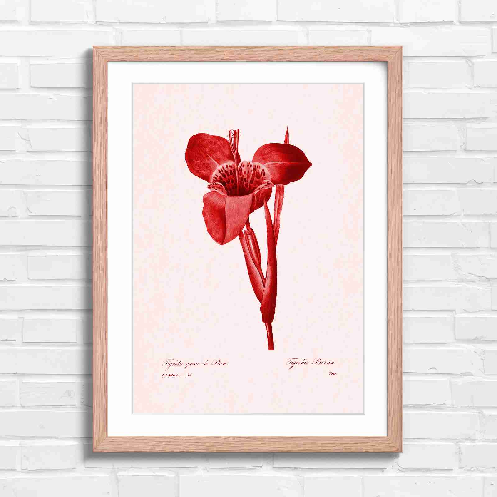 Vintage Orange and Yellow Botanical Iris - Red in Oak Frame