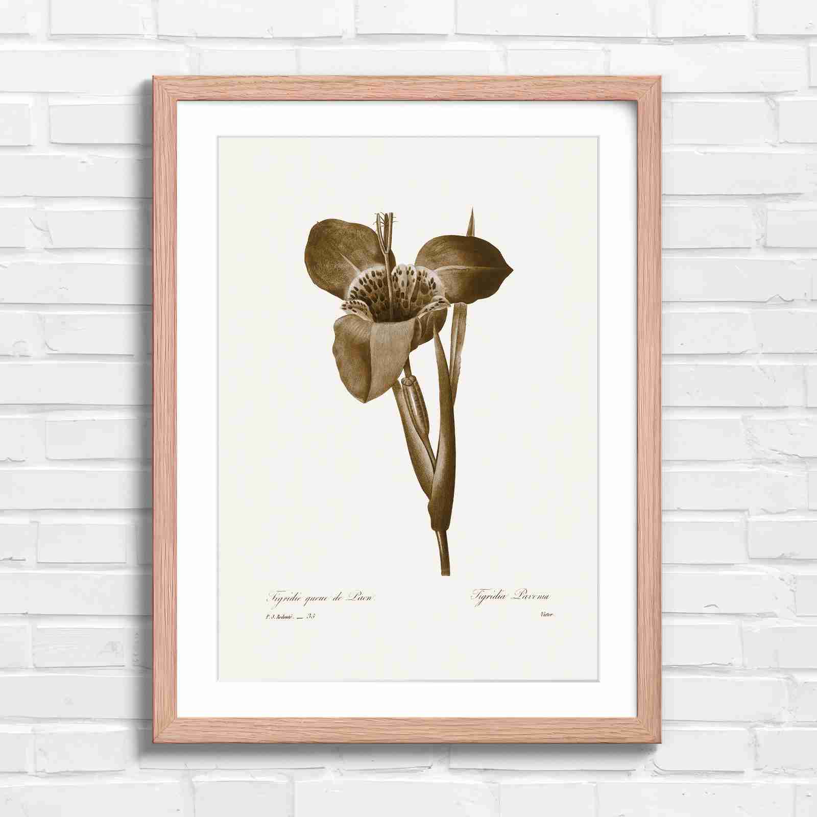 Vintage Orange and Yellow Botanical Iris - Sepia in Oak Frame