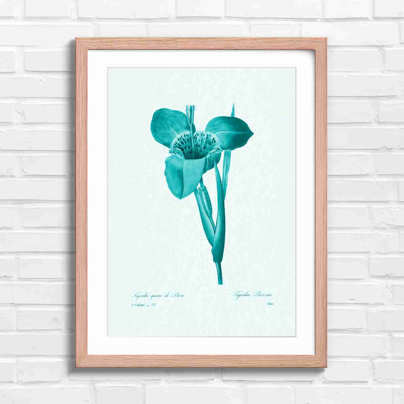 Vintage Orange and Yellow Botanical Iris - Teal in Oak Frame