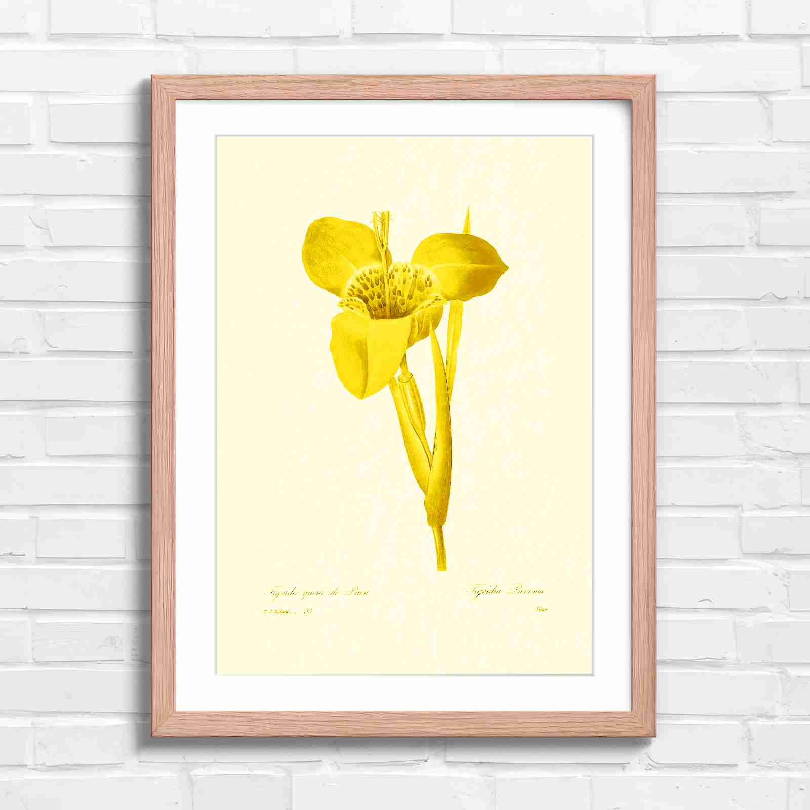 Vintage Orange and Yellow Botanical Iris - Yellow in Oak Frame