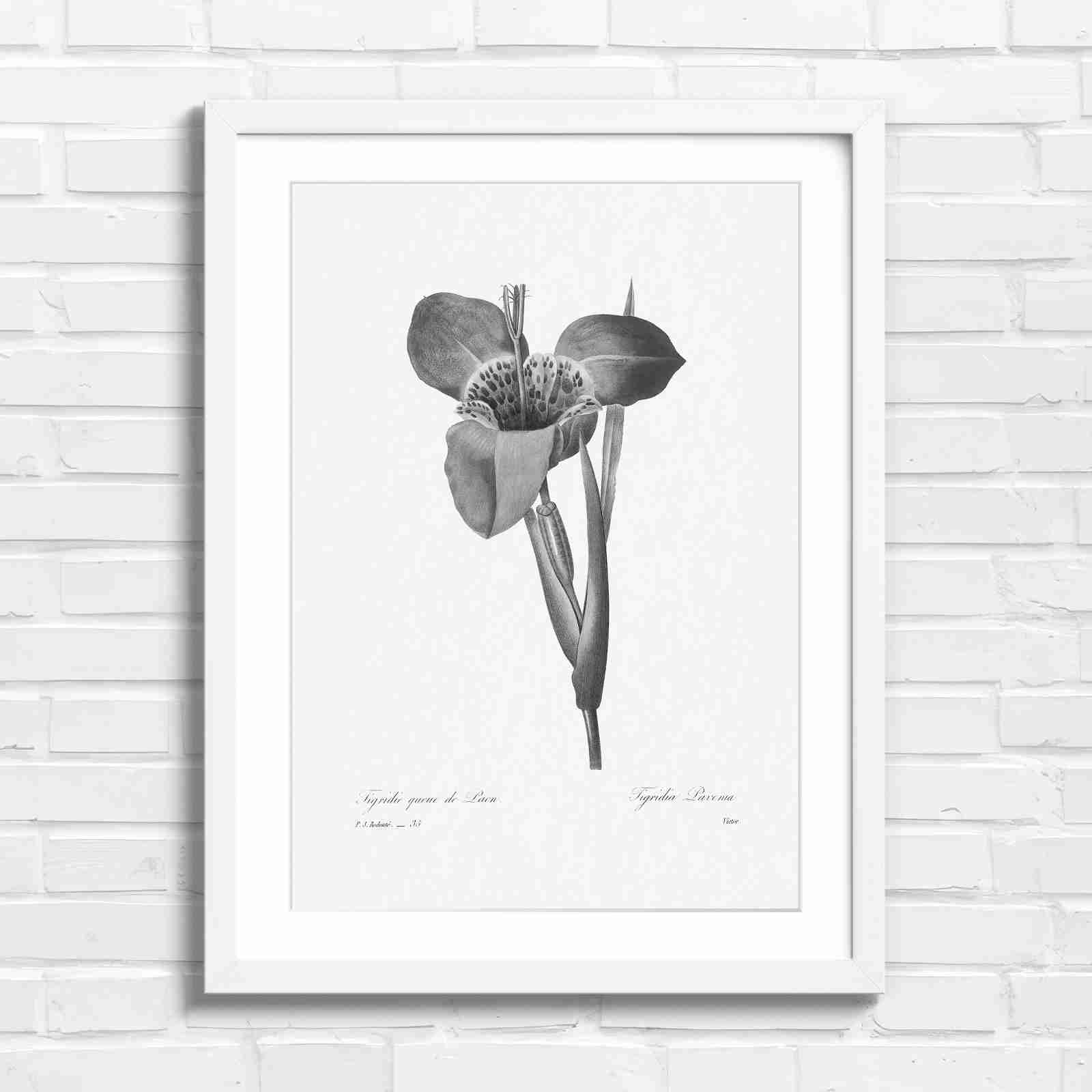 Vintage Orange and Yellow Botanical Iris - Black & White in White Frame