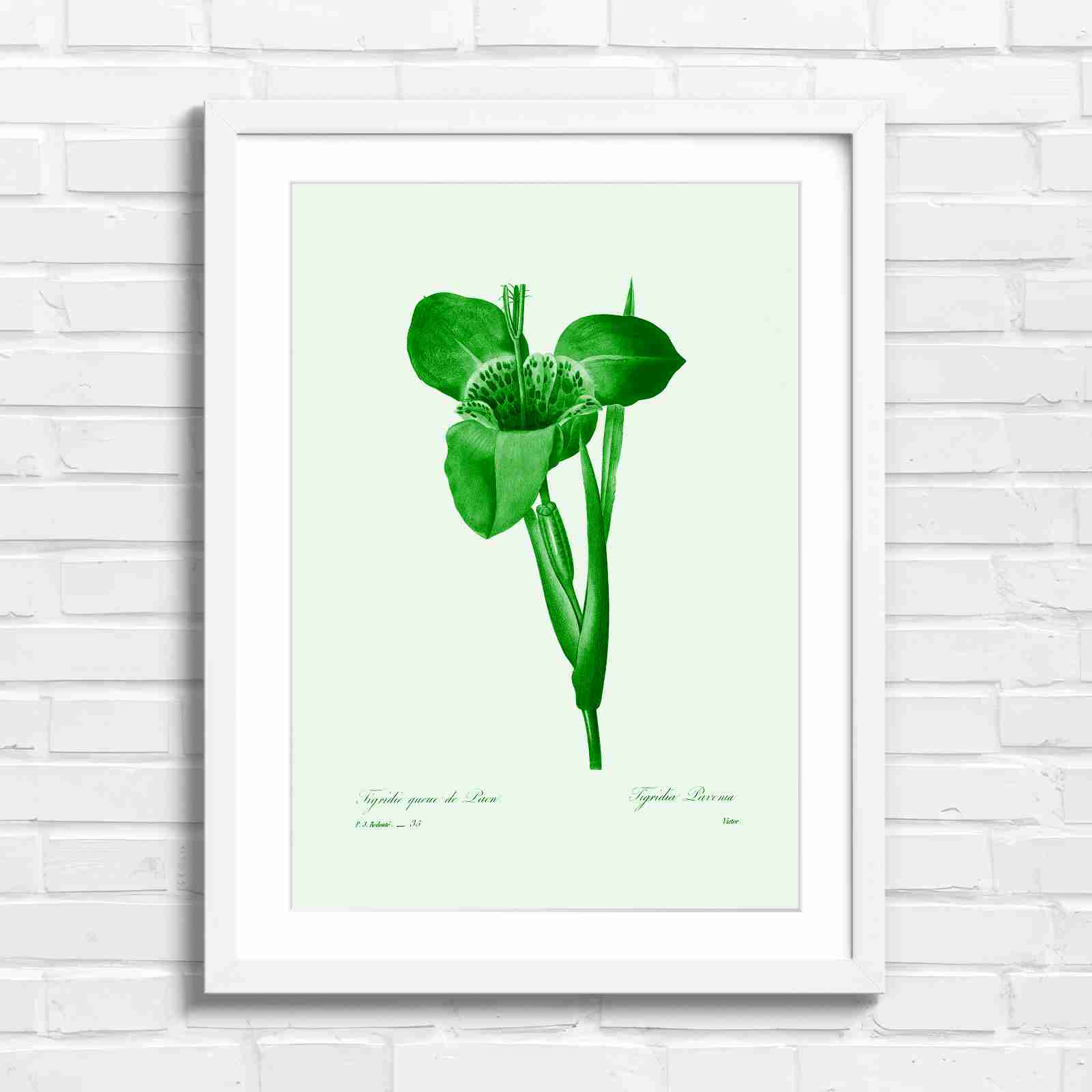 Vintage Orange and Yellow Botanical Iris - Green in White Frame
